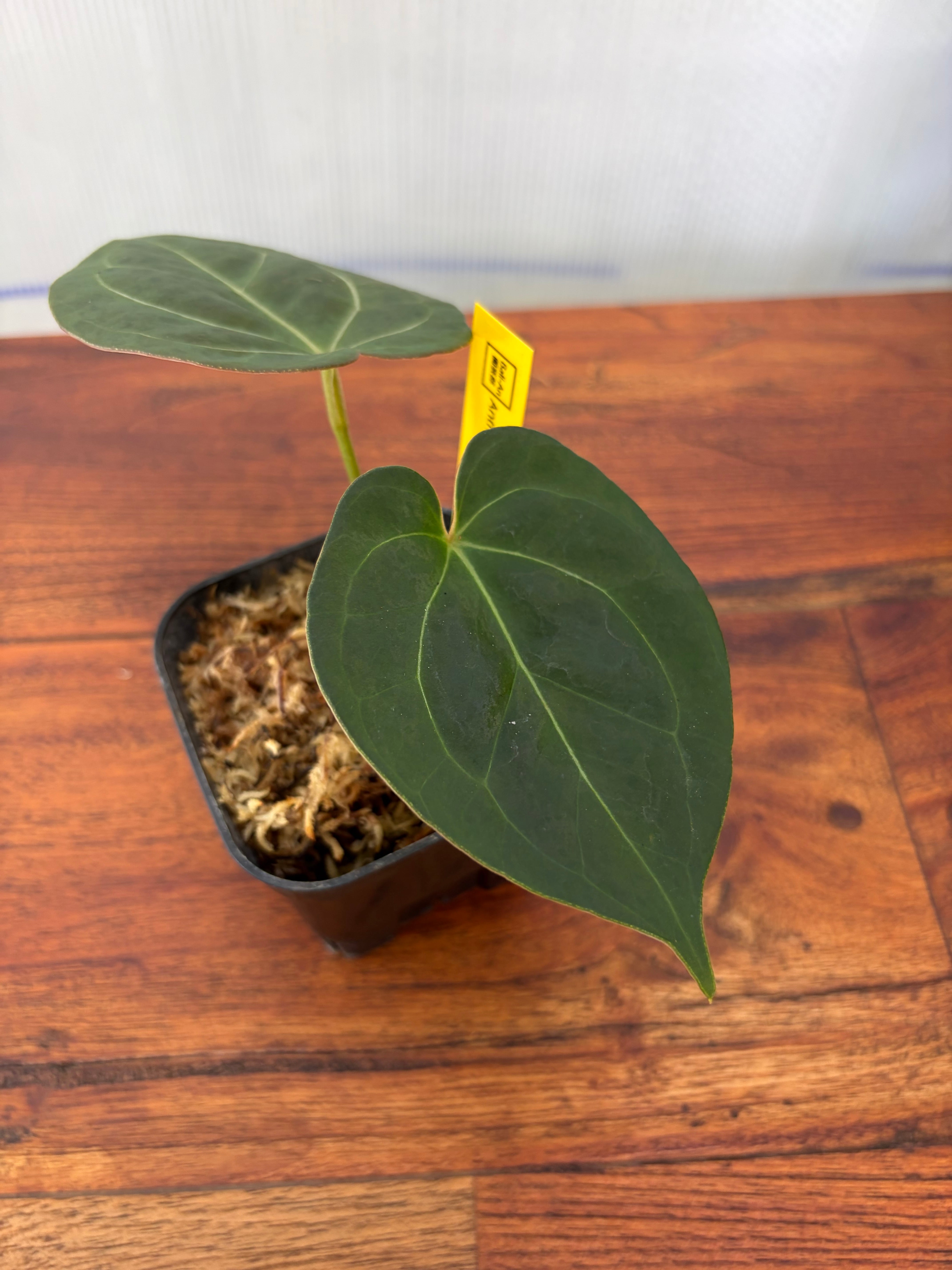 Anthurium | BALI-AN 園芸