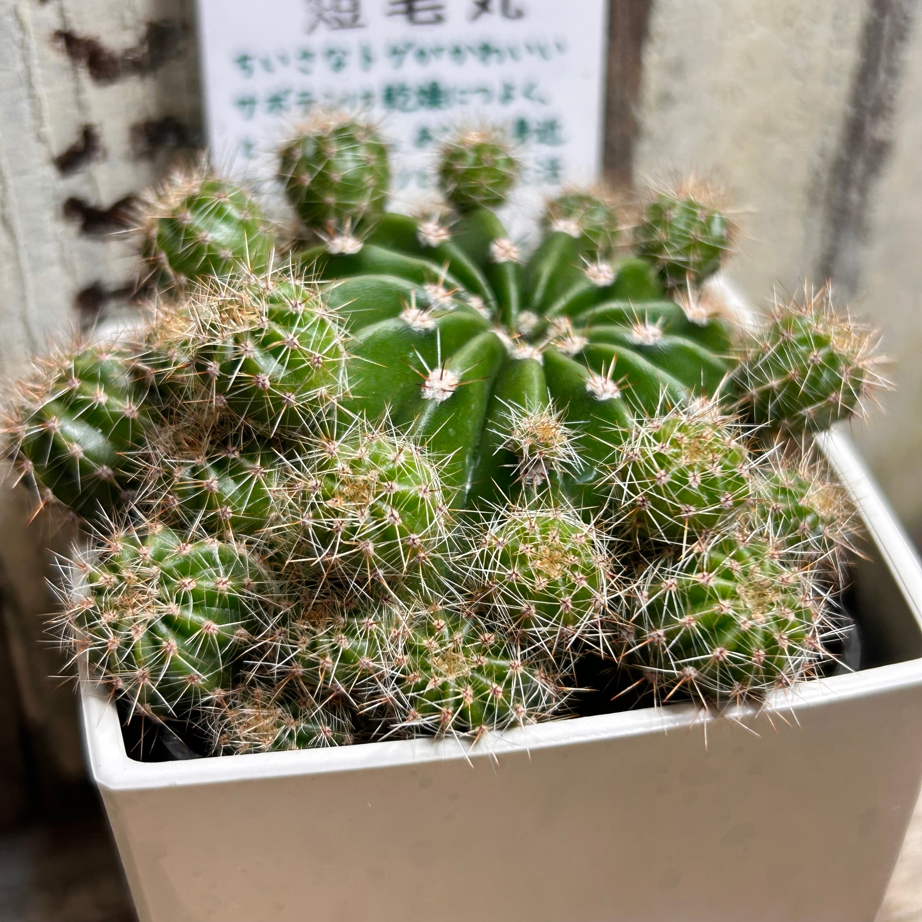 短毛丸 | RuPo 多肉植物専門店