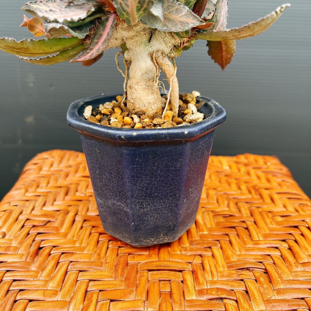 現品］【希少】ユーフォルビア フランコイシー 観葉植物 レア 多肉植物