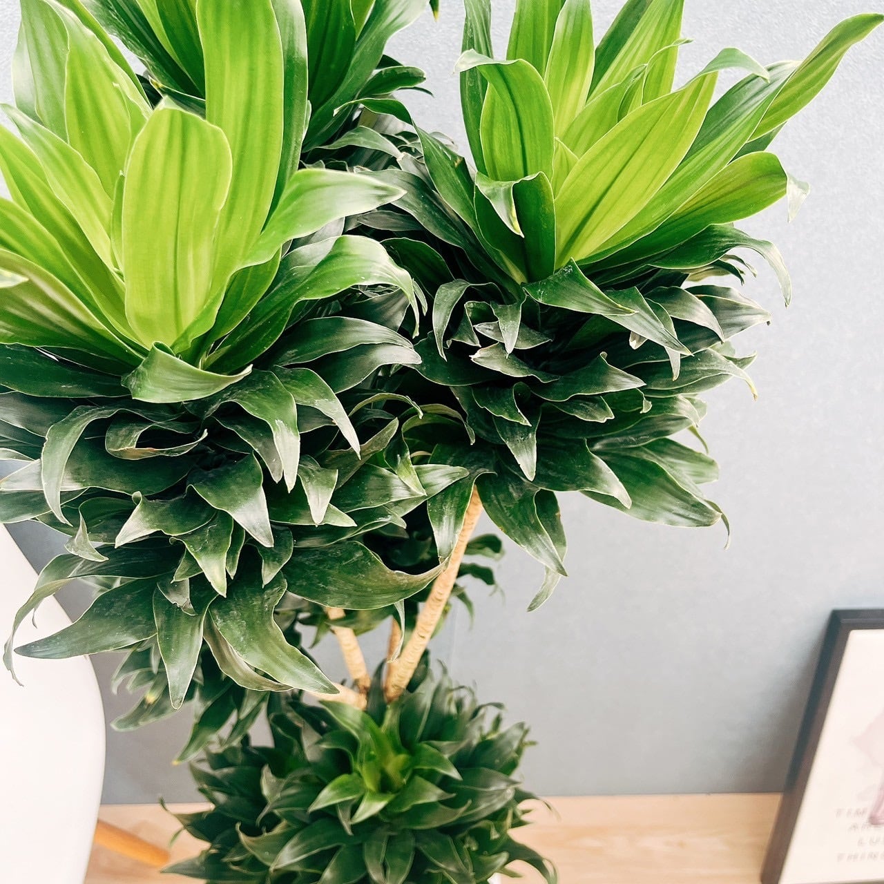 ［現品］17番　ドラセナ　コンパクタ　８号　観葉植物　室内　大型　幸福の木 現品］17番 ドラセナ コンパクタ 8号 観葉植物 室内 大型 幸福