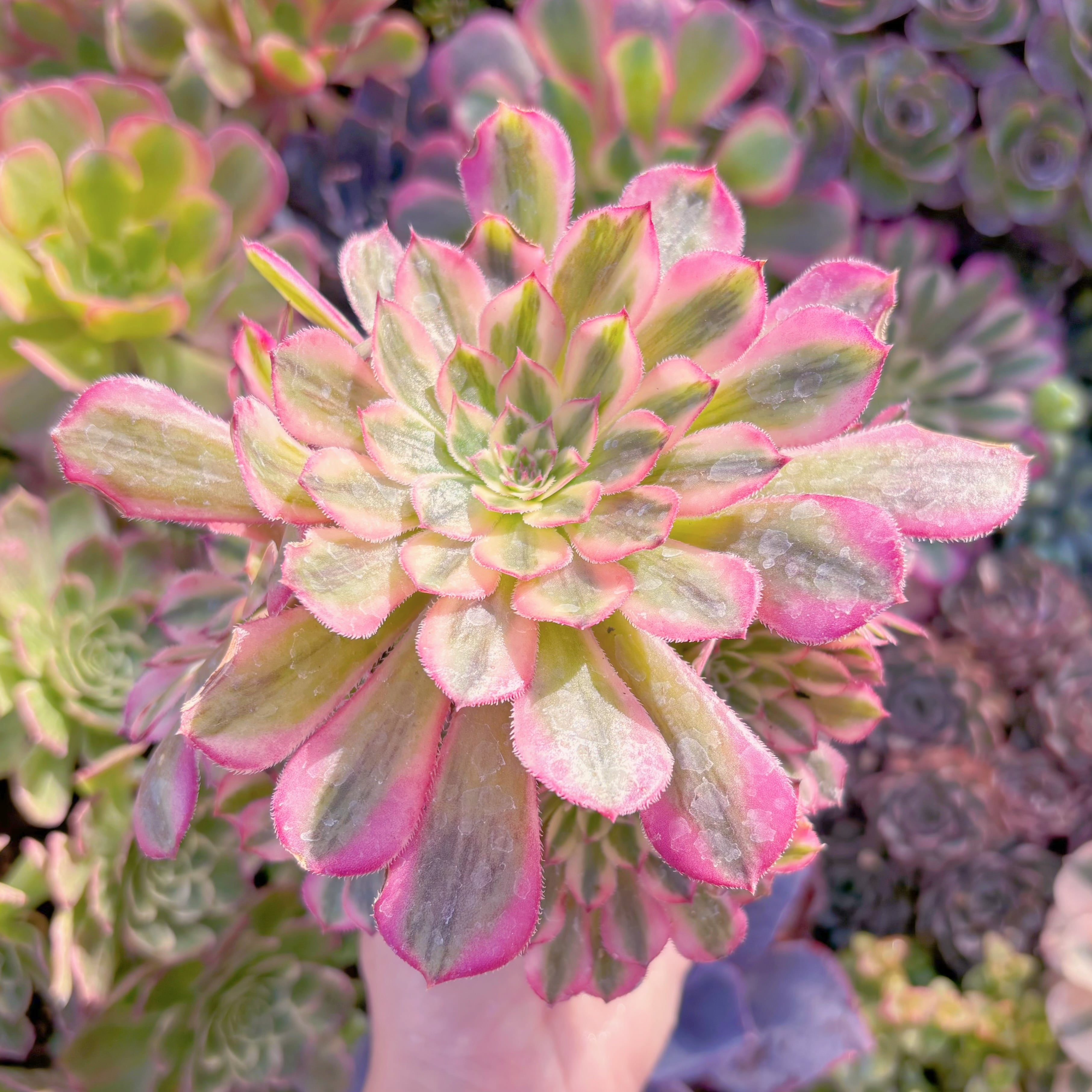 現品　白月光#A056　大群生　るる農園