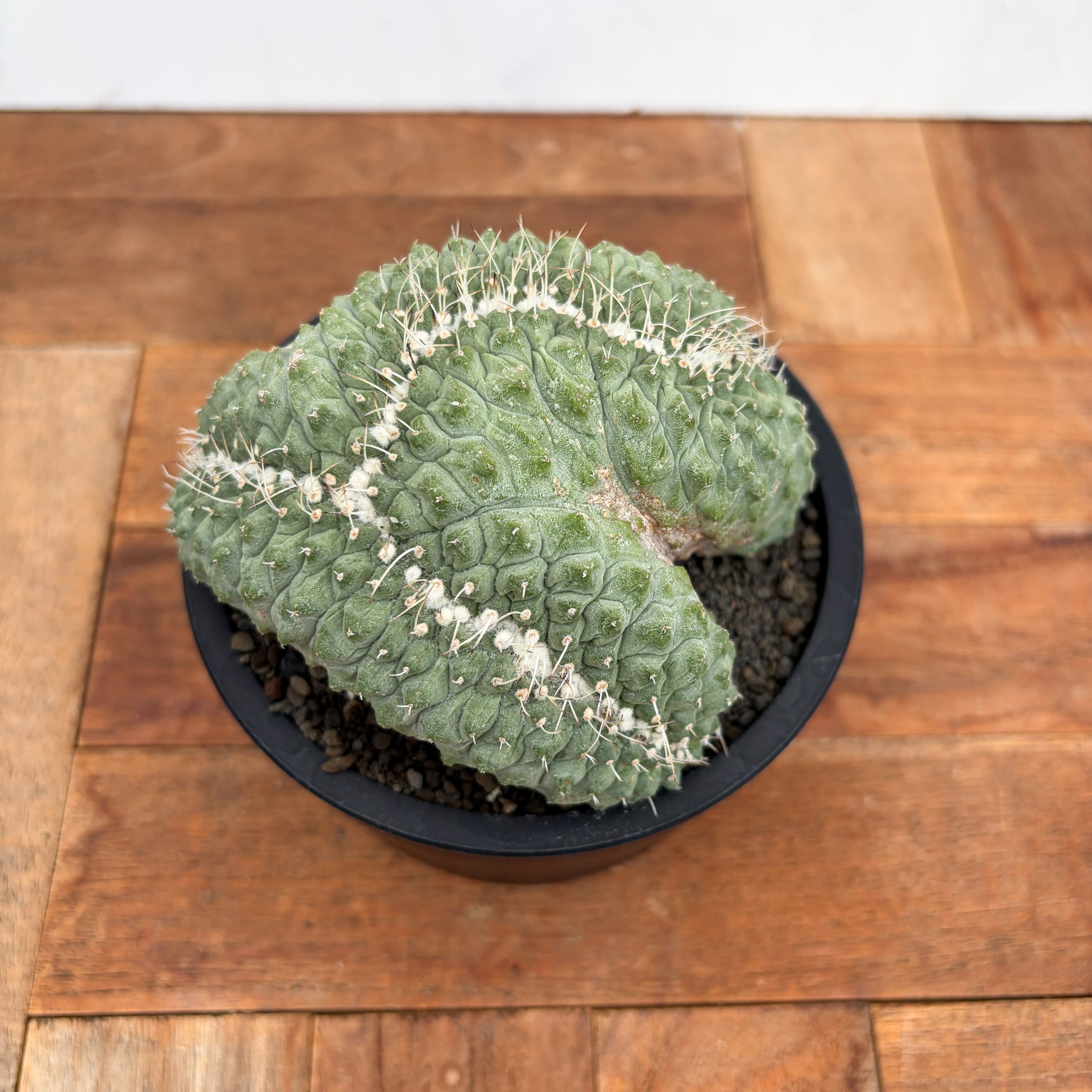 ストロンボカクタス菊水 綴れ 綴化 実生 Storombocactus disciformis【ストロンボカクタス・菊水綴化