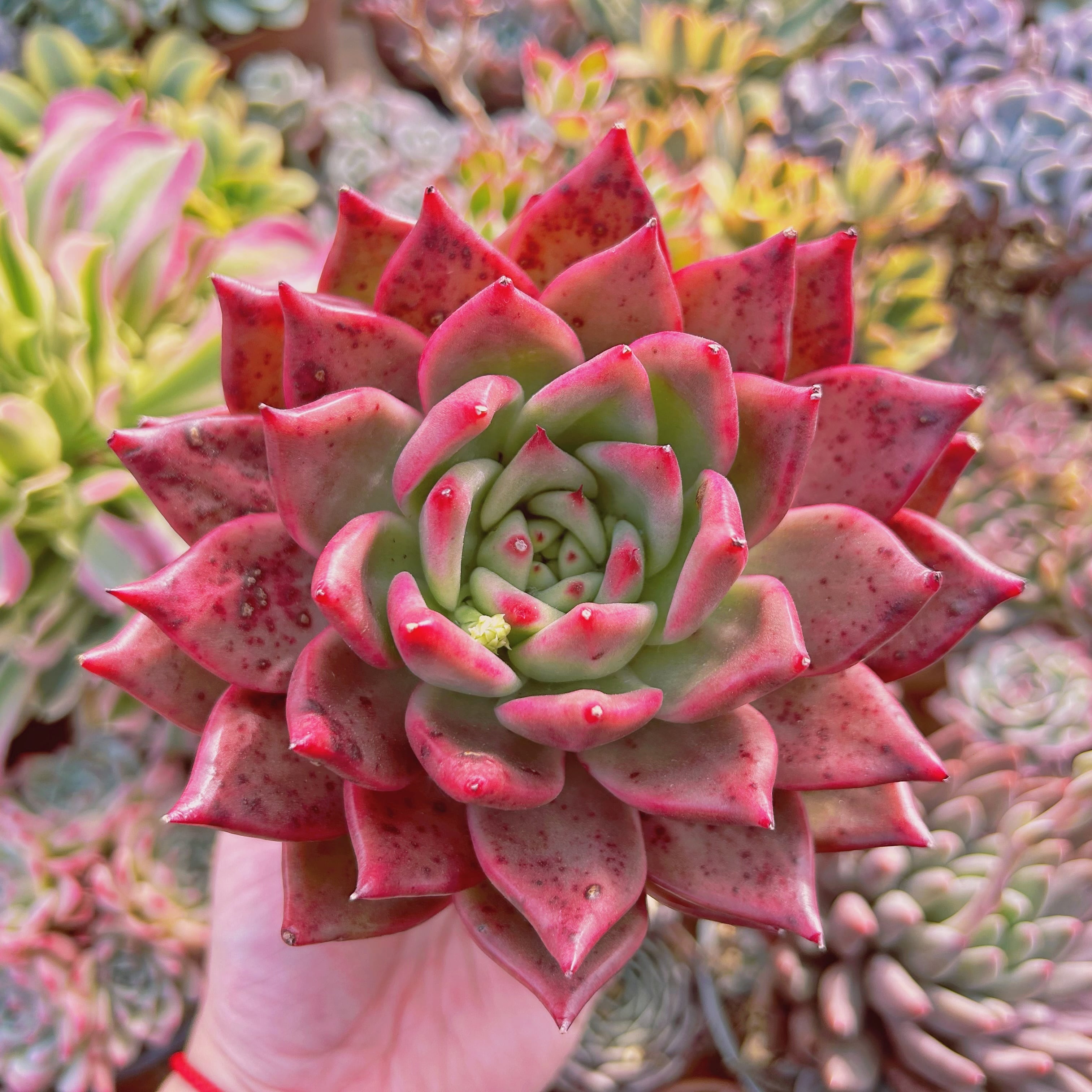 多肉植物　Echeveria   アメストロー　特大　直径約12cm