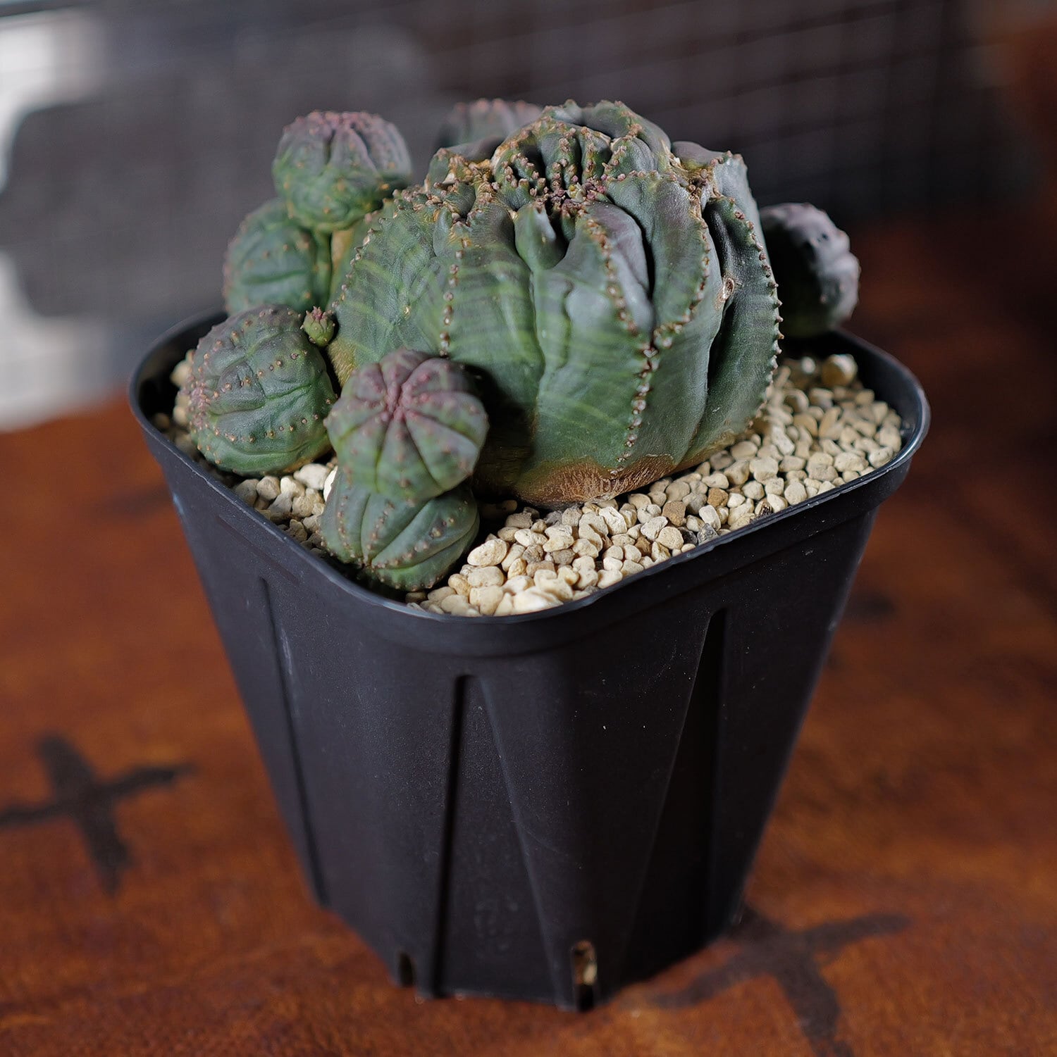 厳選株】最大幅約9.7cm 仔吹き 捻じれ 円扇 オベサ / ユーフォルビア