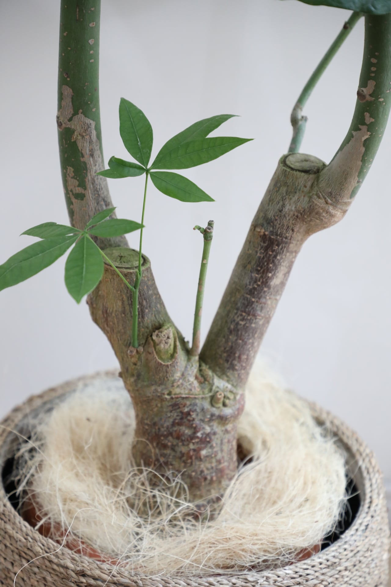 L/170cm】パキラ/Pachira glabra | 【厳選植物・器】MIDORI DOUMEI 翠