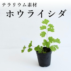 ホウライシダ（シダ植物）　苔テラリウム作製用素材