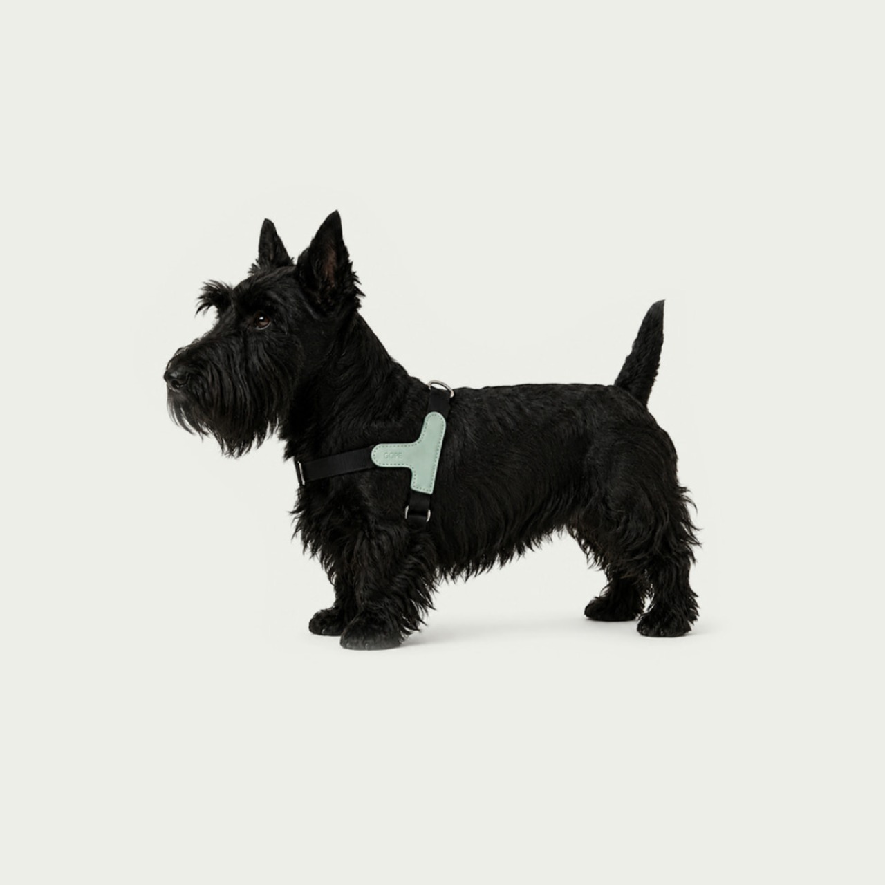 【予約】[ GOPE ] Picture Dog Harness｜Mint × Black - 4