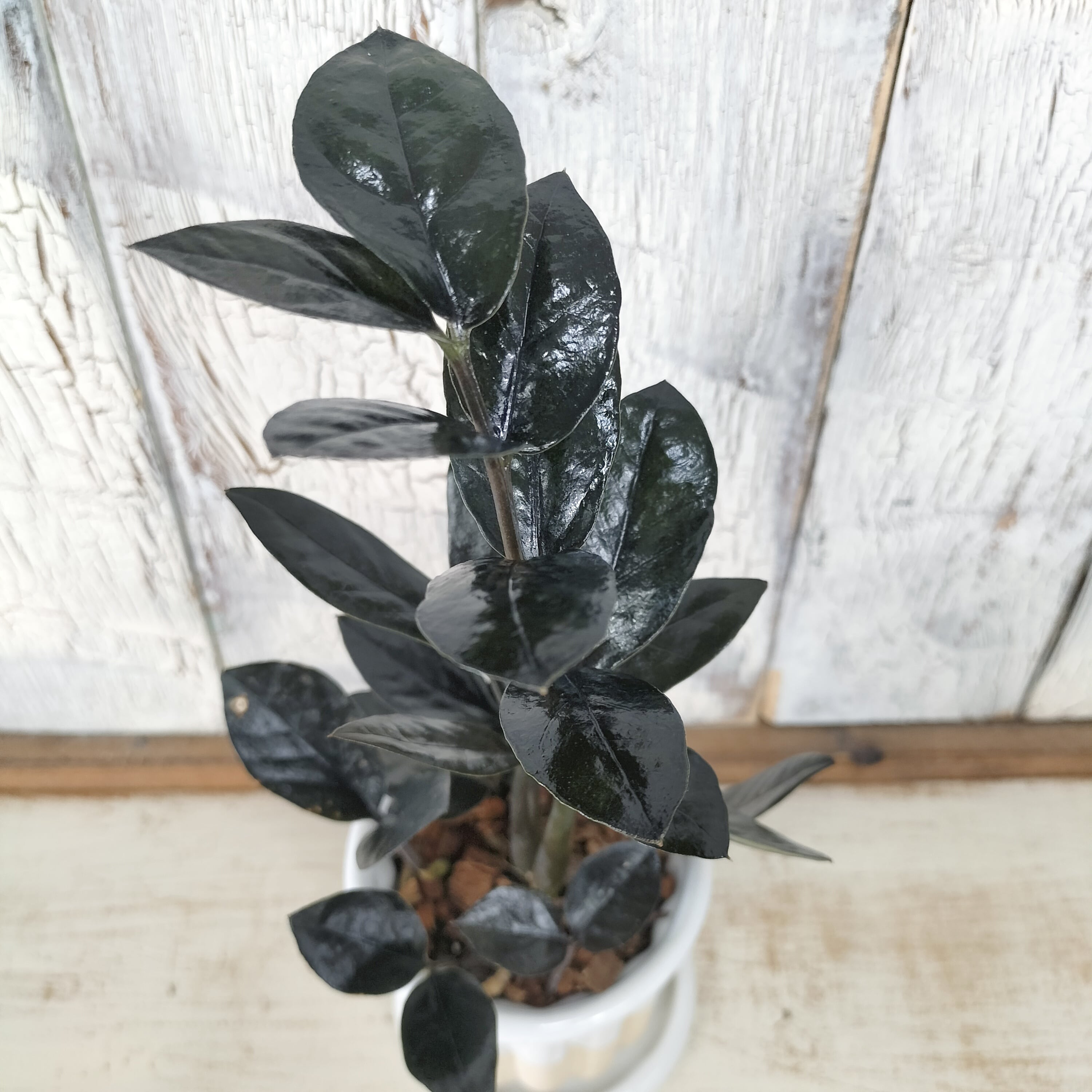 ザミオクルカス レイヴン 観葉植物 | 陽華園