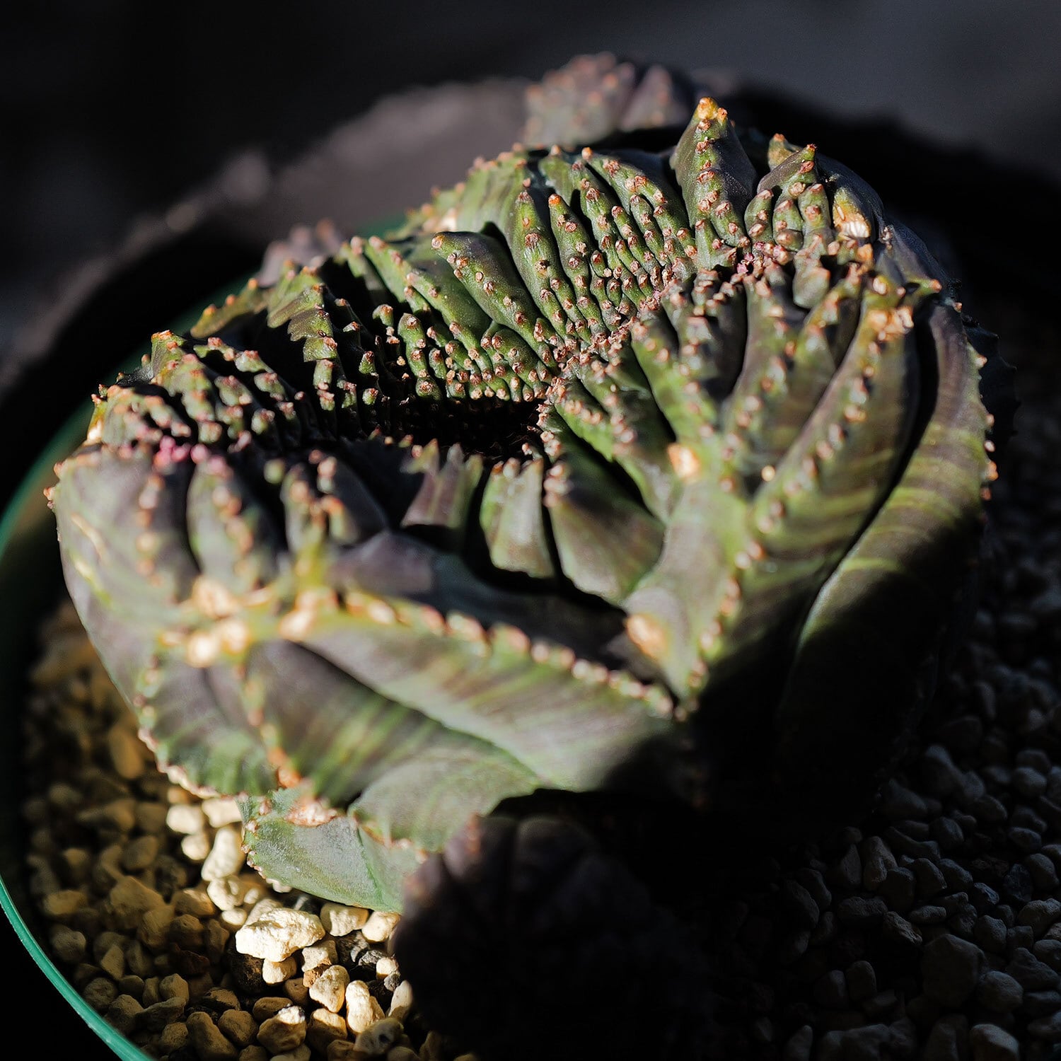 【超厳選株】大株 親株 最大幅約 8cm 仔吹き 円扇綴化 オベサ / ユーフォルビア