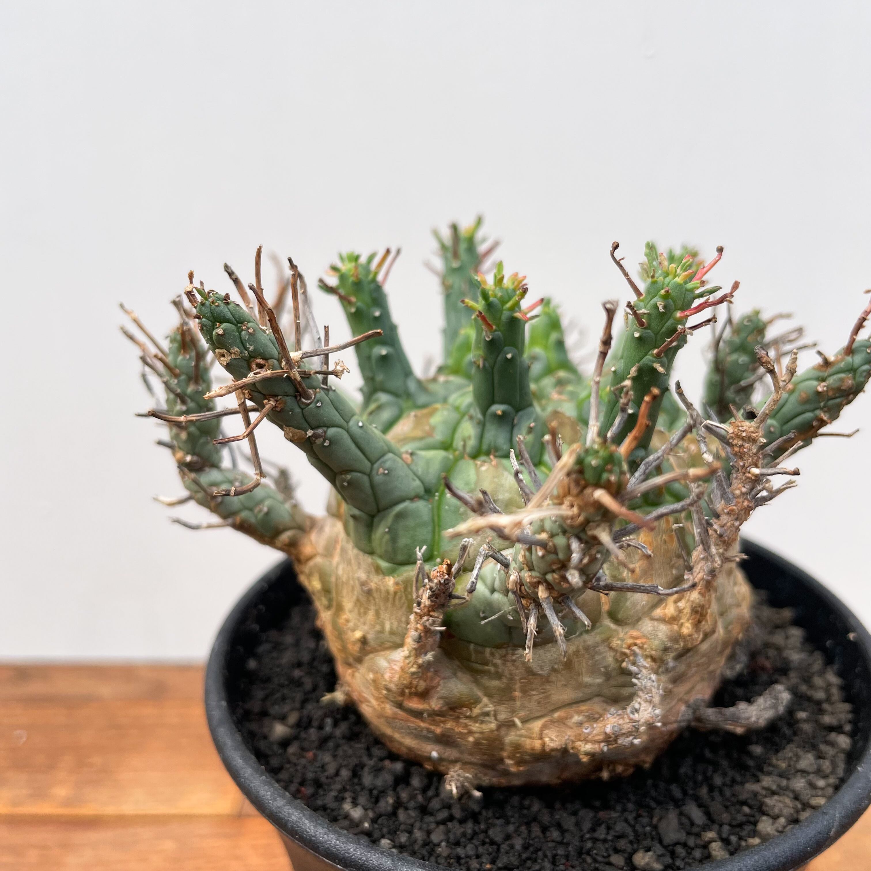 Euphorbia Decepta【ユーフォルビア・デセプタ】 | RIMO'S GREEN