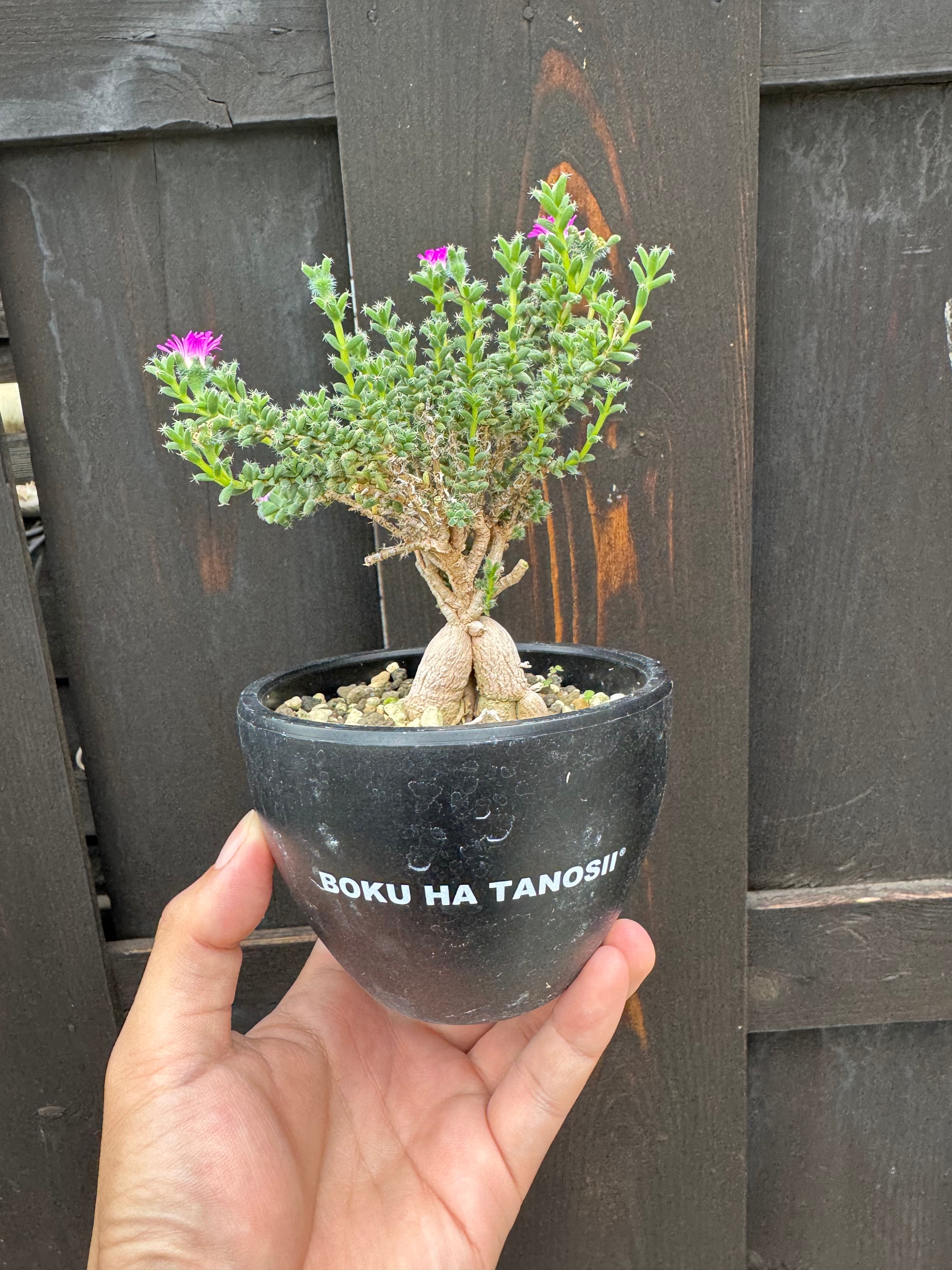 塊根植物 -caudex- | 青坊主-aobouzu-