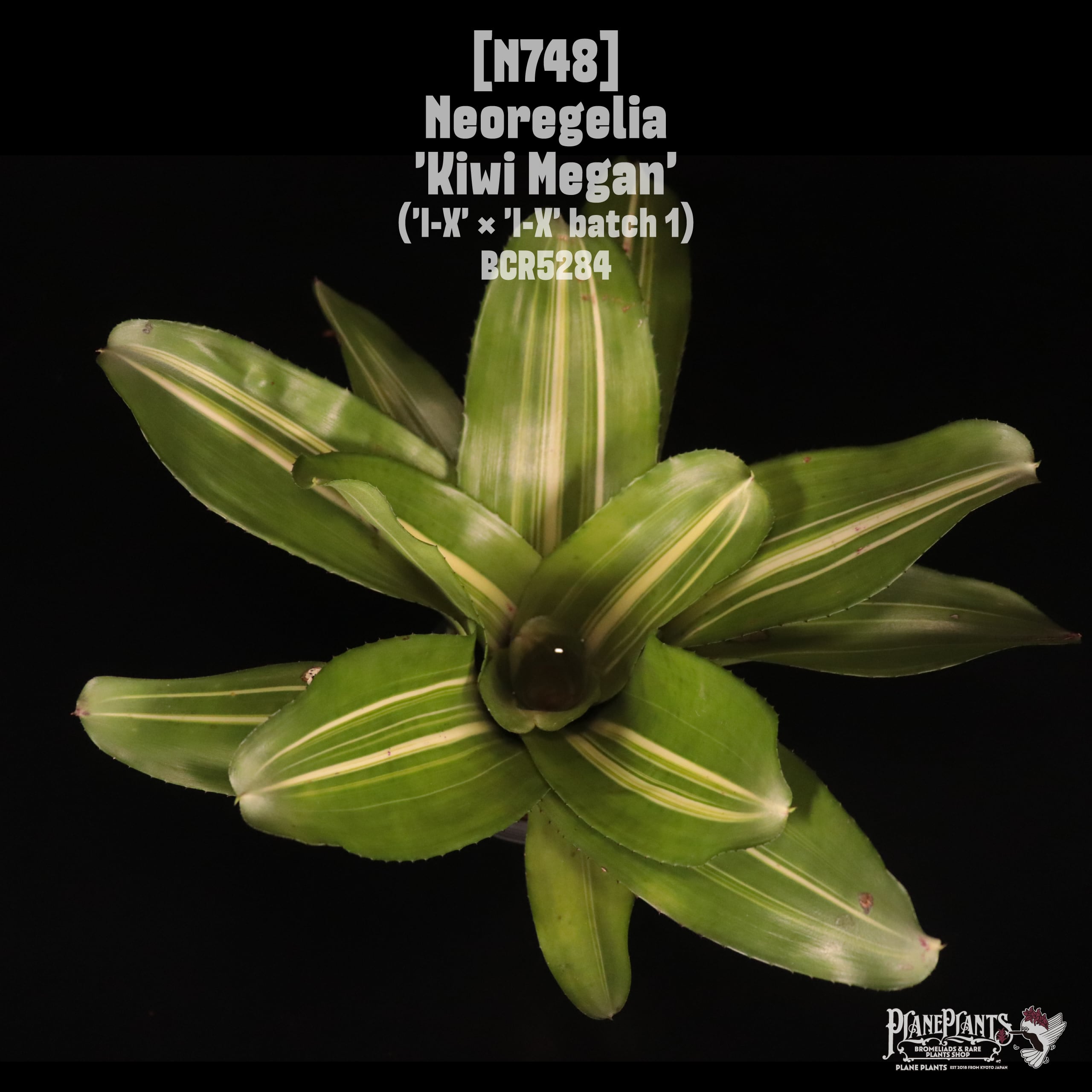 Neoregelia 'Kiwi Megan'〔ネオレゲリア〕N748