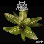 Neoregelia 'Kiwi Megan'〔ネオレゲリア〕N748