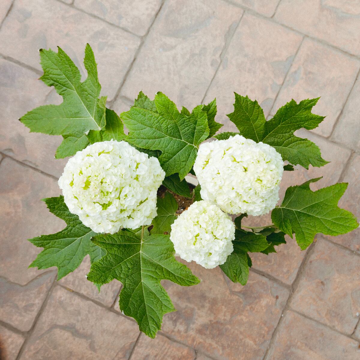 わい性 カシワバアジサイ ハーモニー 柏葉 紫陽花 柏葉アジサイ