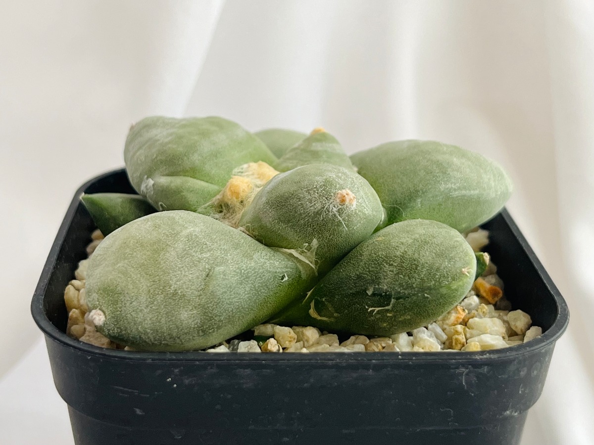 Ariocarpus furfuraceus f. アリオカルプス 大疣青磁牡丹 サボテン 