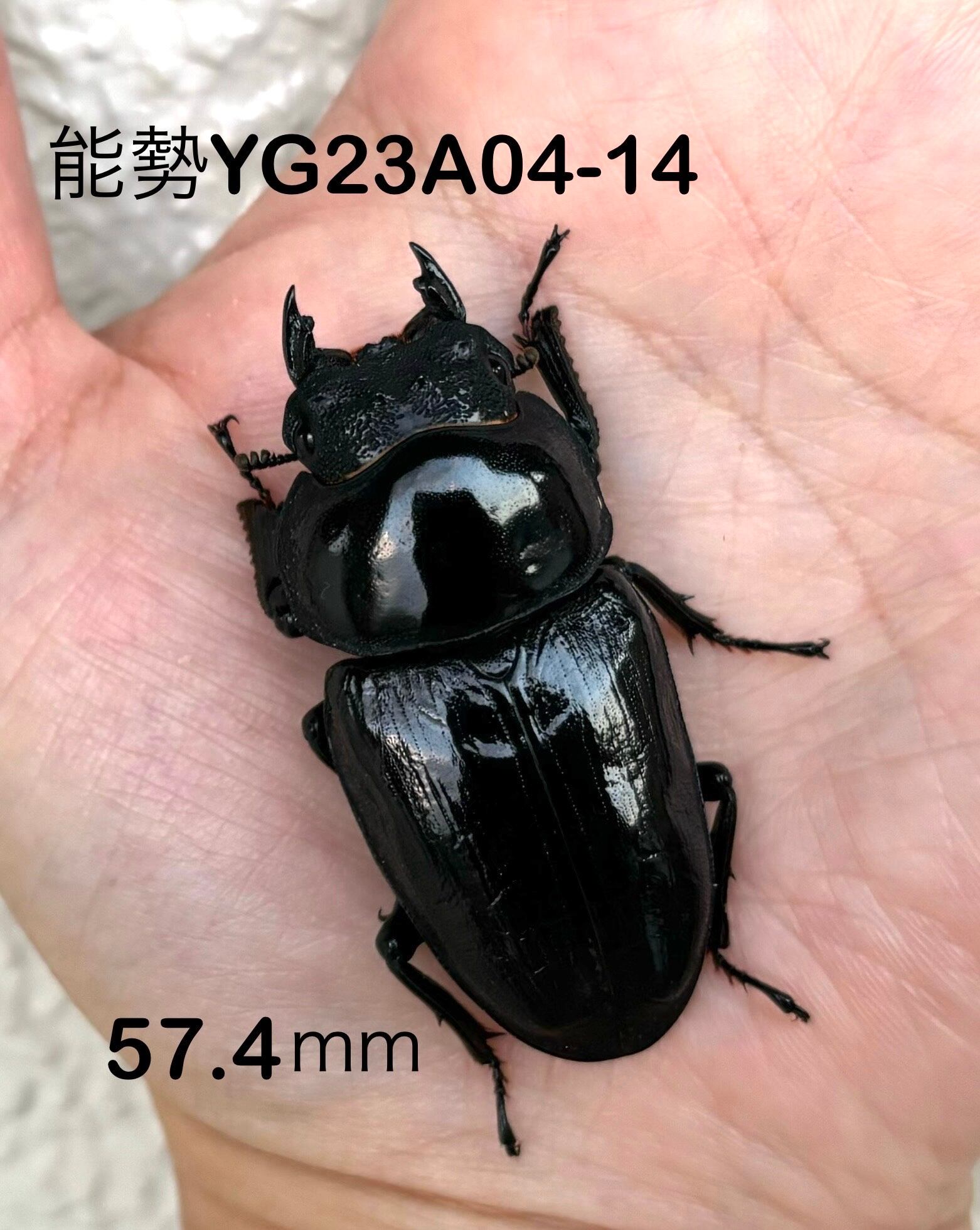能勢YG血統新成虫♀51ミリ単品プラスおまけ♂