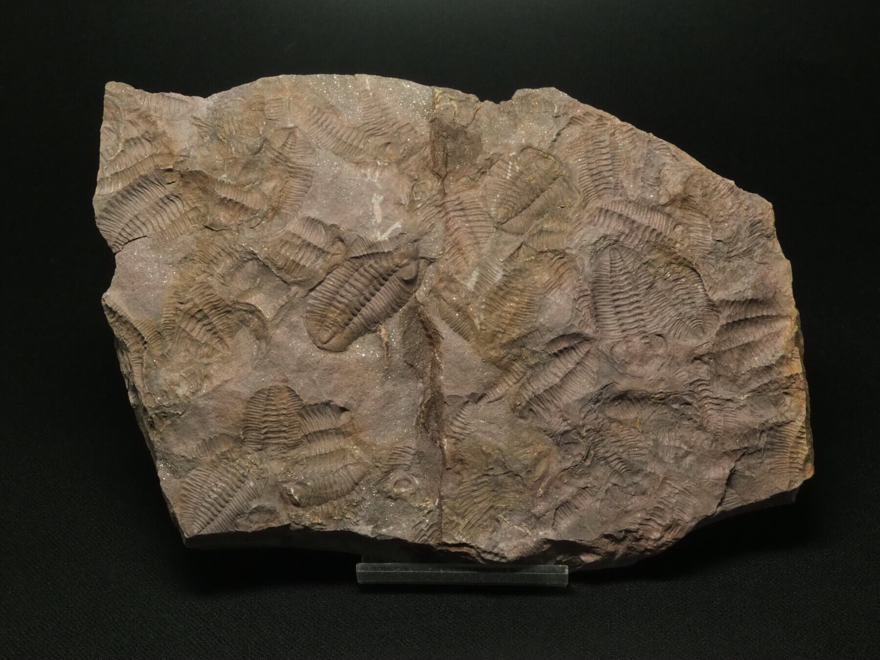 大量の死骸層！三葉虫【Morgatia sp.】【1371g】モロッコ王国産/恐竜