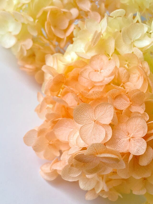 シェア花材 あじさいアナベルパルフェ レモンオレンジ Kazaineko