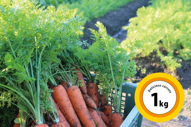 じょーじ農園｢有機肥料と善玉菌（EM）活用の秋冬にんじん1kg｣※施設