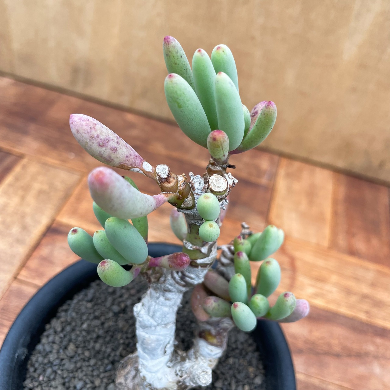 Othonna clavifolia【オトンナ・クラビフォリア】