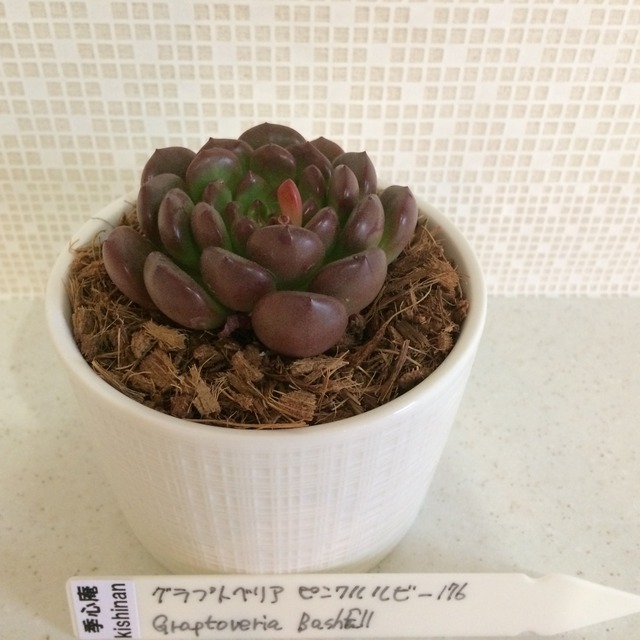 季心庵(kishinan) 多肉植物  グラプトベリア ピンクルルビー Graptoveria 'Bashful' 韓国苗 きしんあん 176