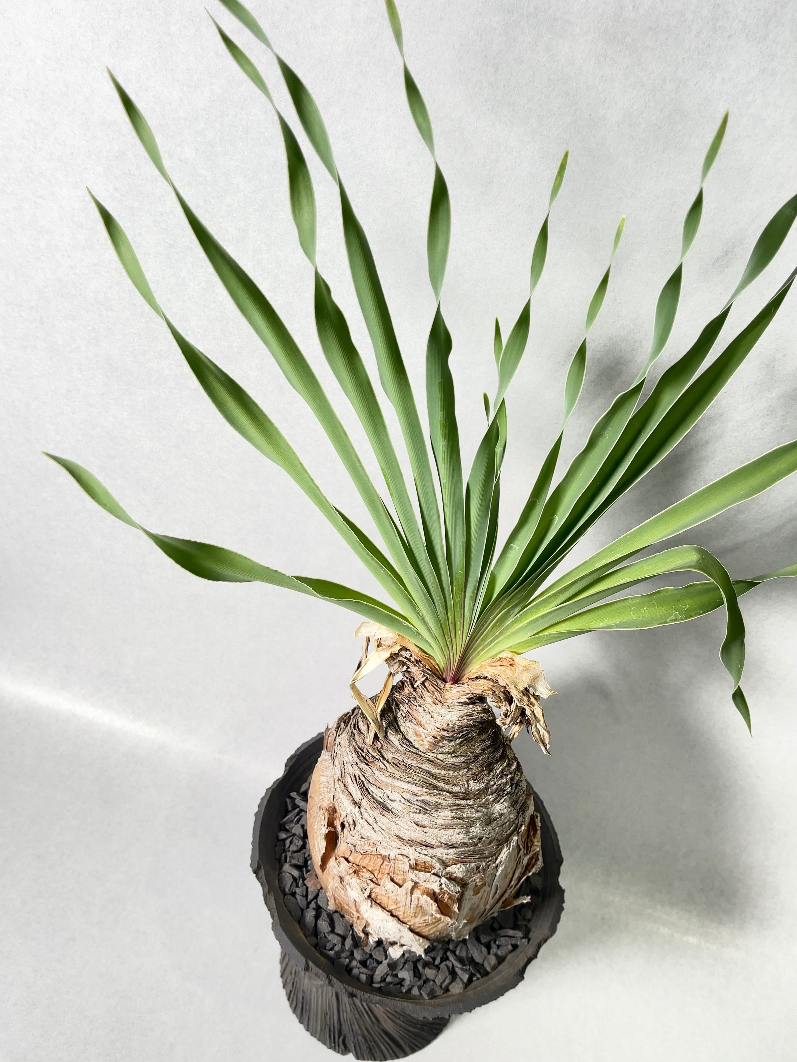 ブーファン　ディスティチャ ブーファン・ディスティチャ | trigger