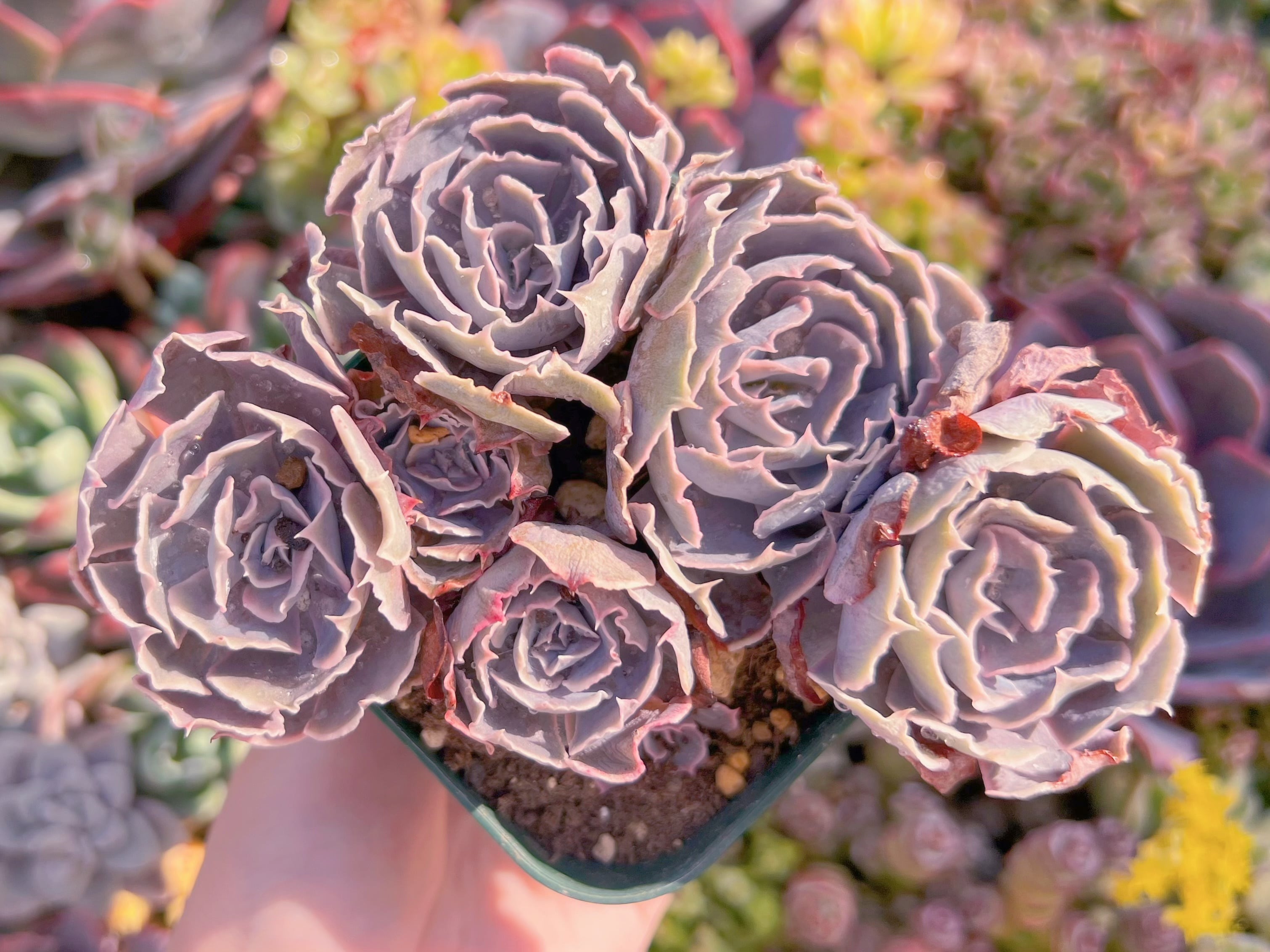 現品　 スワンレイク#D08　大群生　るる農園