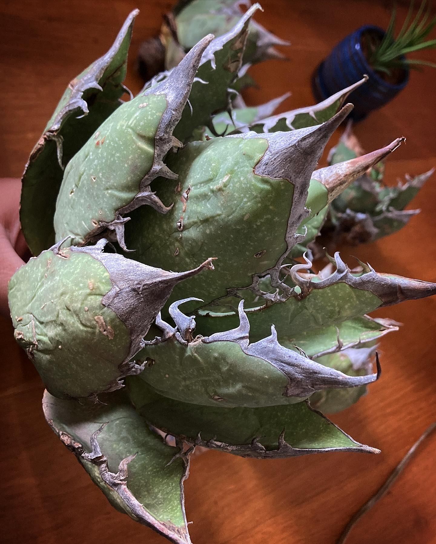 72 Agave oteroi Oaxaca アガベ オアハカ