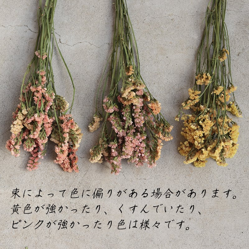 ドライフラワー 】スターチス アプリコット / 北海道産 | 富良野 花