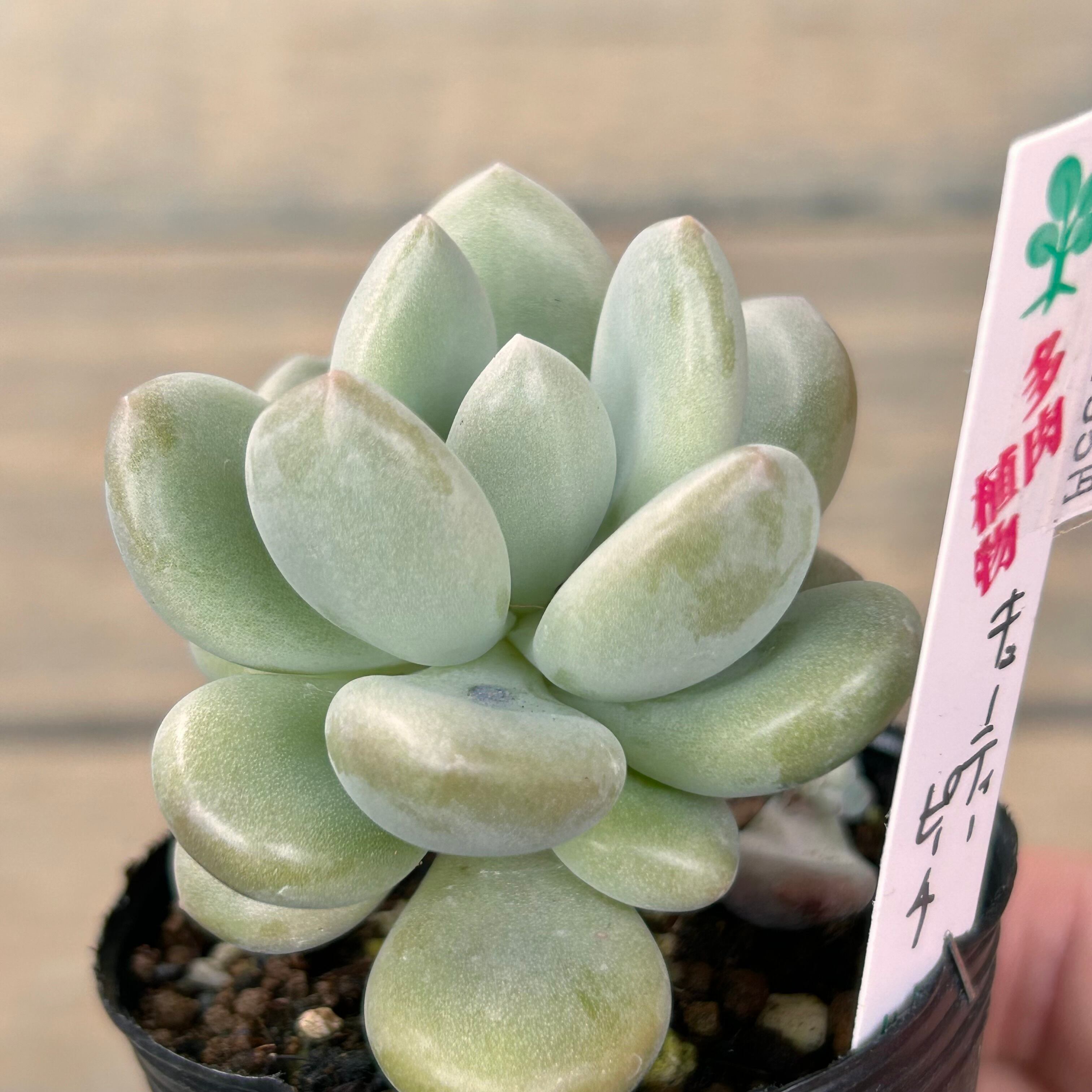 キューティーピーチ☺︎韓国苗 多肉植物 レア多肉 キューティーピーチ☺︎韓国苗 多肉植物 レア多肉