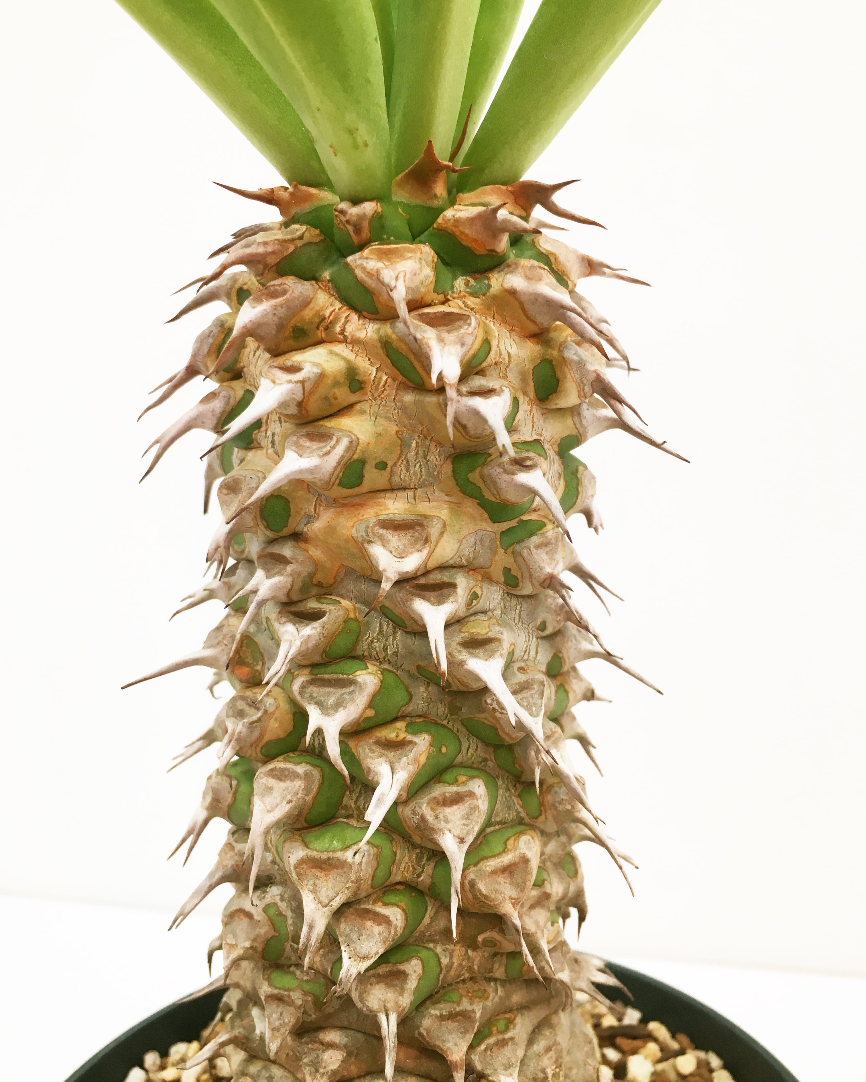 ユーフォルビア サピニー Euphorbia sapinii 20210815 | SPG ユーフォルビア サピニー Euphorbia sapinii 20210815 | SPG