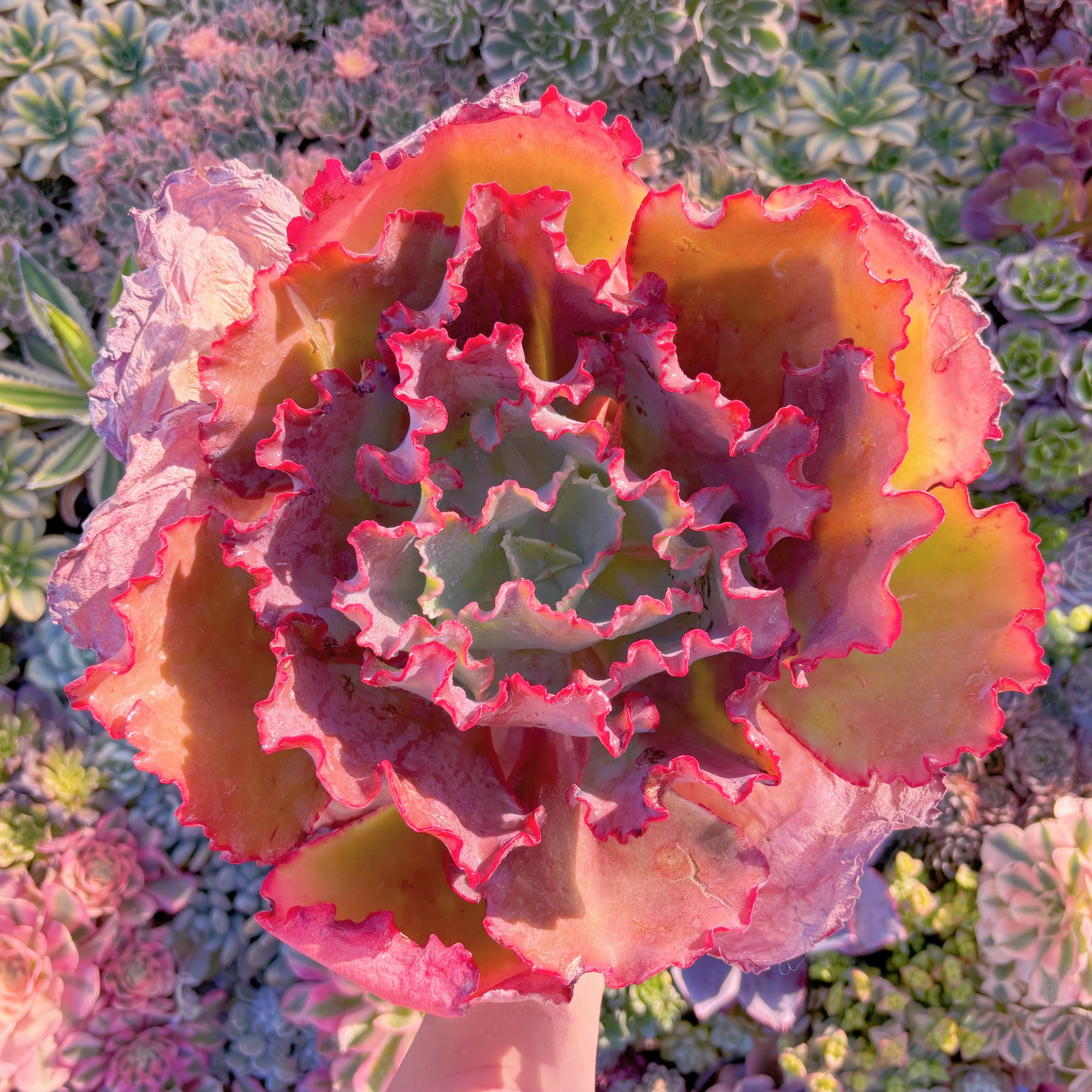 現品　ブルーローズ#M283　特大苗　新入荷　るる農園