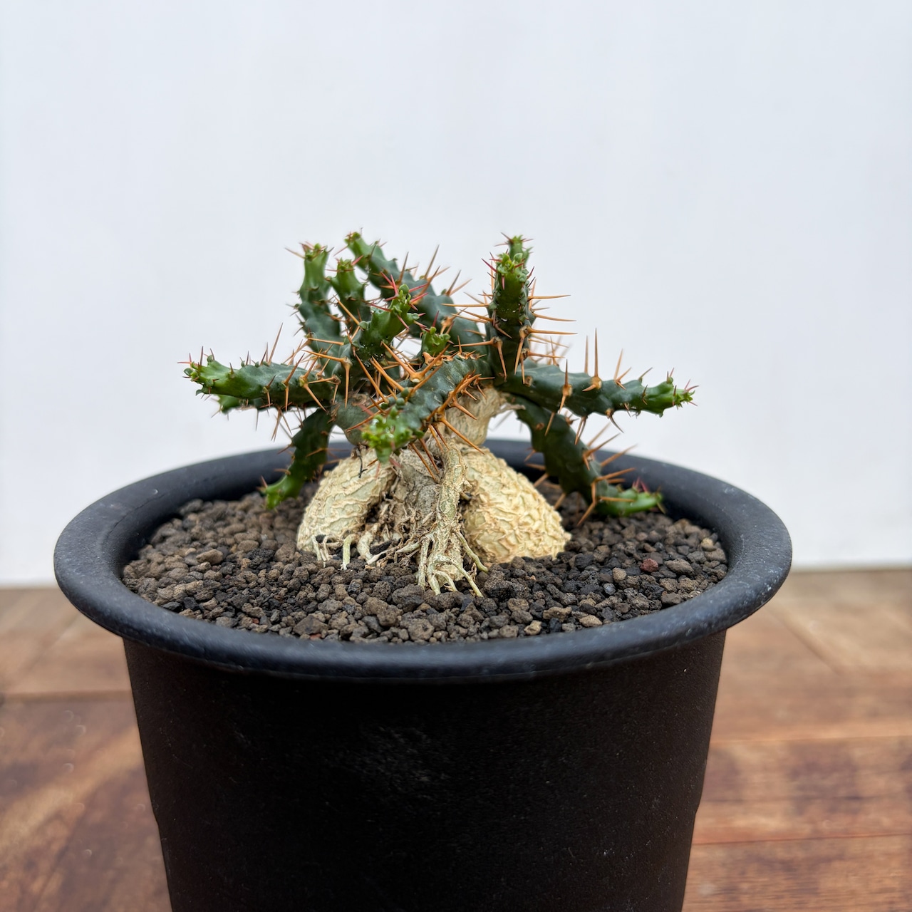 Euphorbia stellata ssp. micracantha【ユーフォルビア・ミクラカンサ】