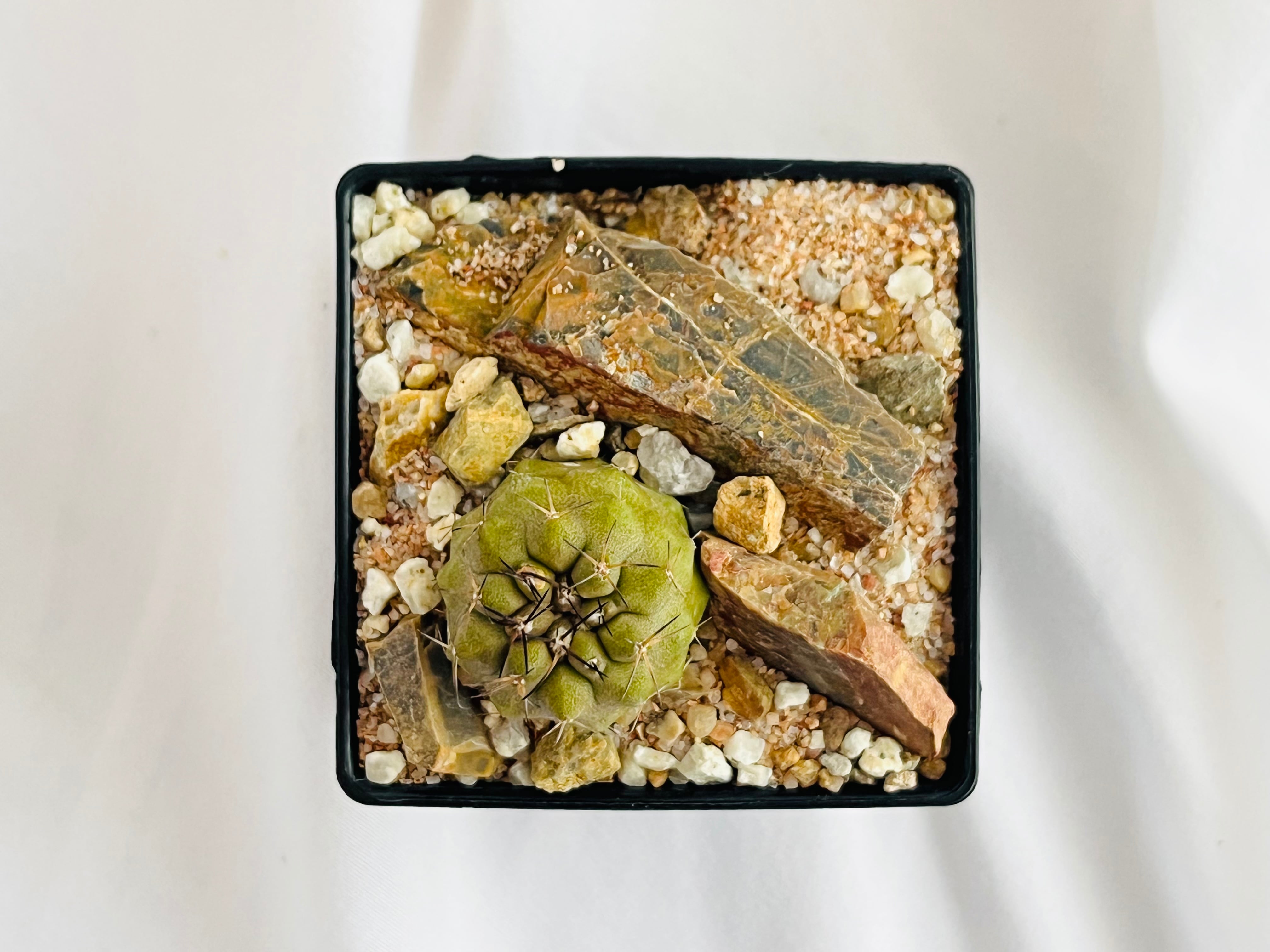 Copiapoa cinerea var. columna-alba コピアポア コルムナアルバ 孤竜