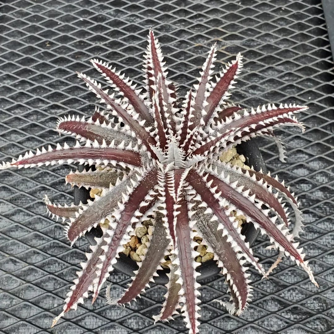 Dyckia（ディッキア） | レアプランツ通販サイトPlants Maniax