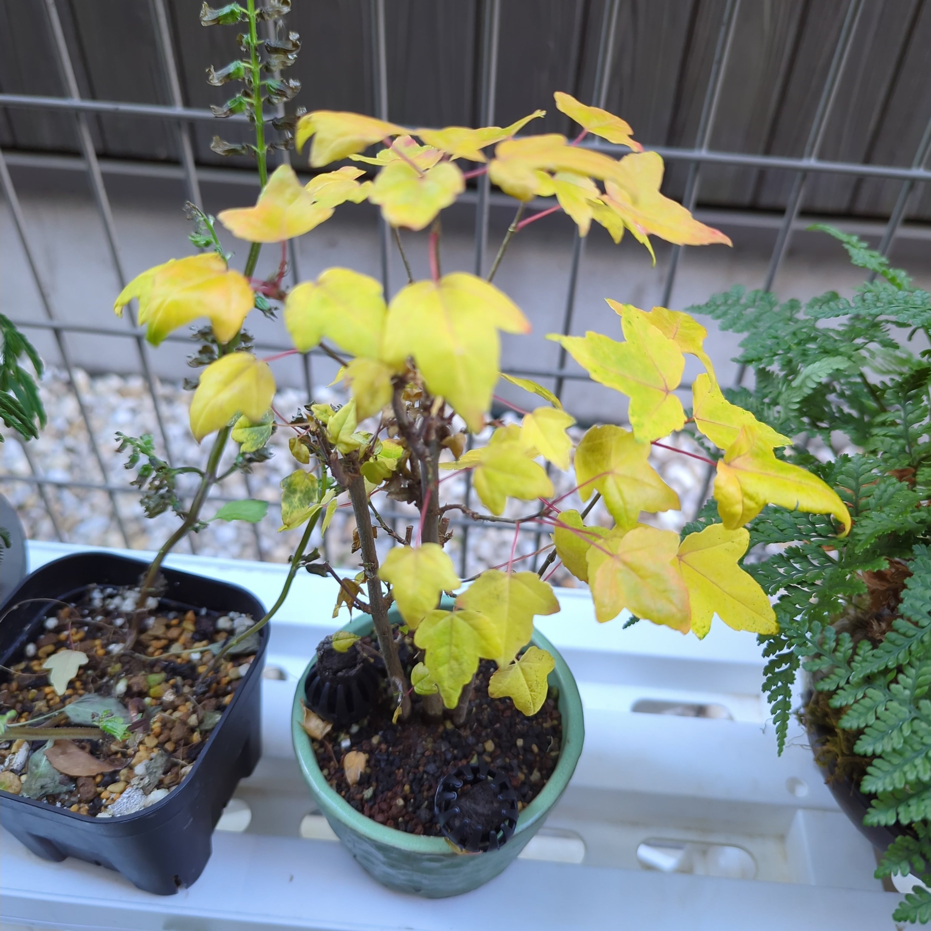 盆栽 唐楓 トウカエデ 六角形鉢 盆栽 トウカエデ盆栽 唐楓（とうかえで