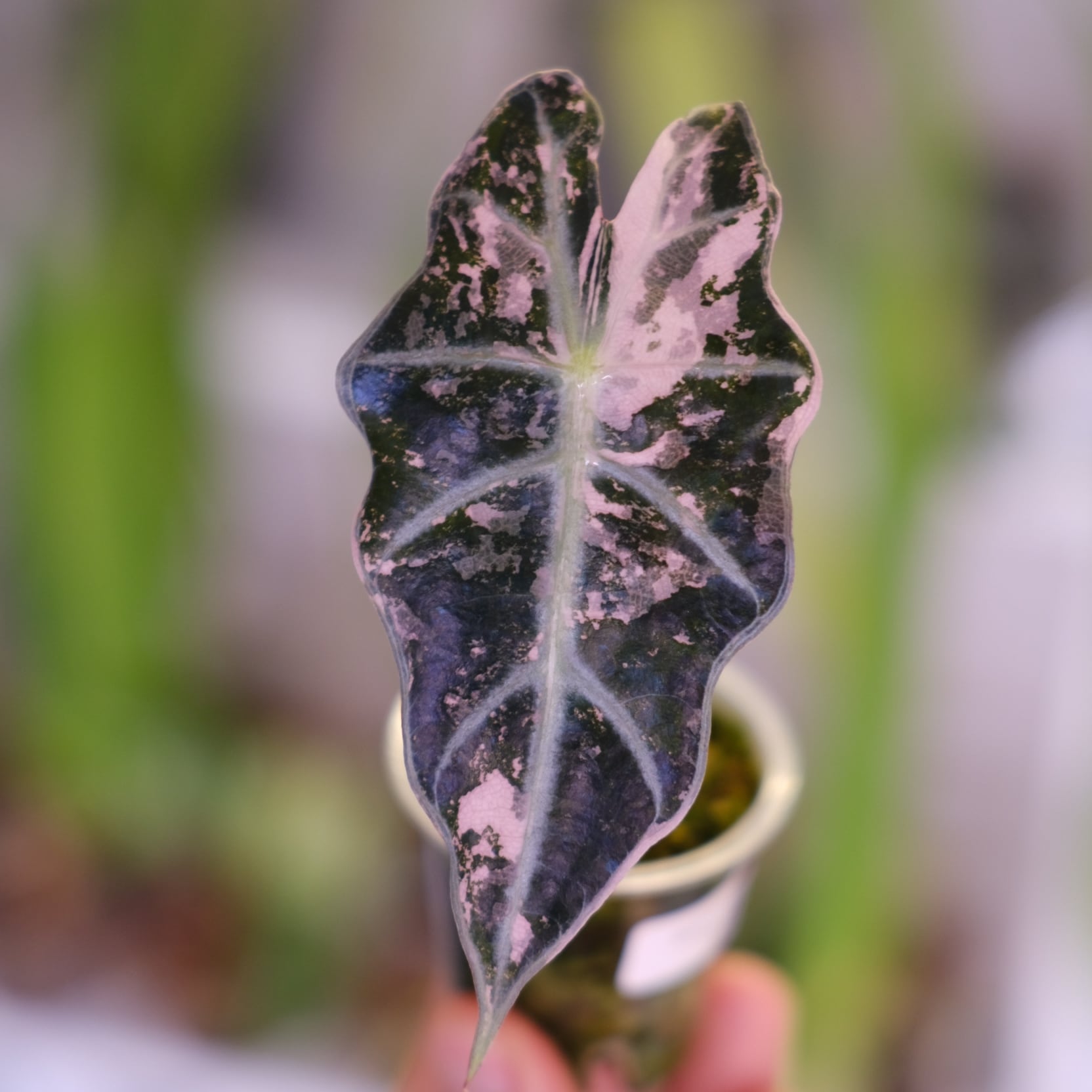 Alocasia Amazonica Polly Pink｜アロカシア Alocasia Amazonica Polly Pink varigated│アロカシア アマゾニカ