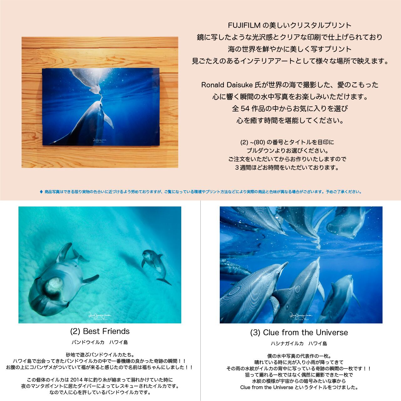 DOLPHIN EYES 写真パネル A2サイズ相当 イルカ・クジラ・ウミガメ