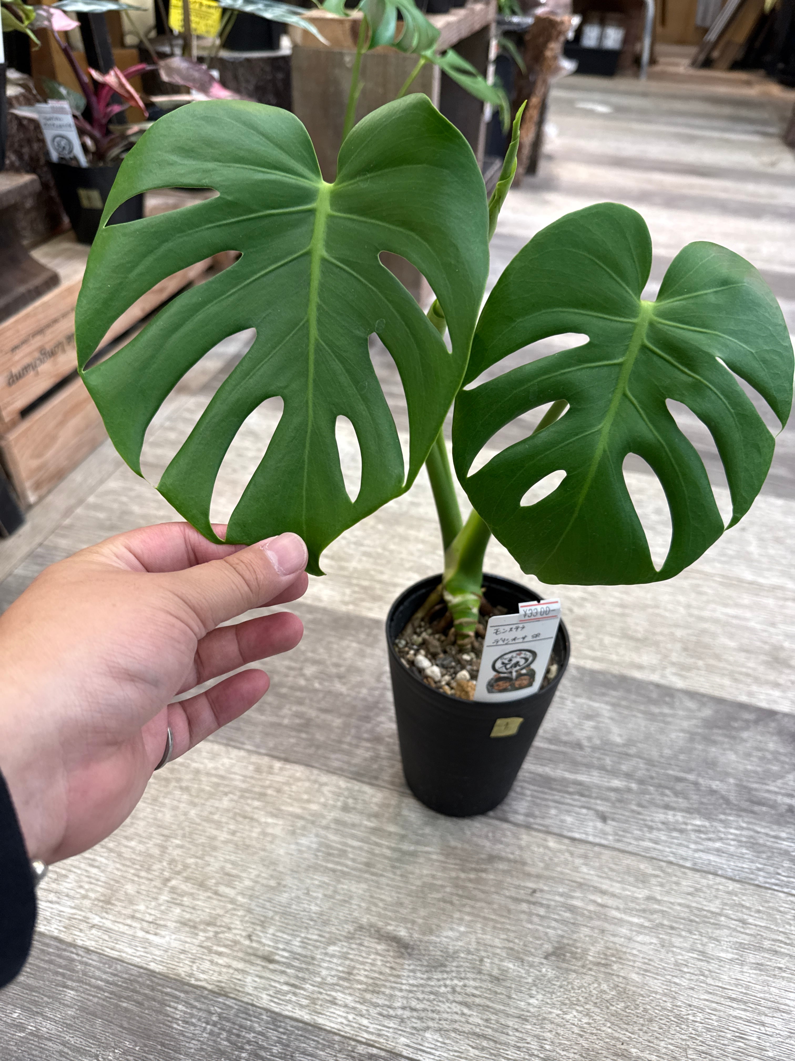 ① モンステラ デリシオサ sp. | Gardenえん 【観葉熱帯植物】