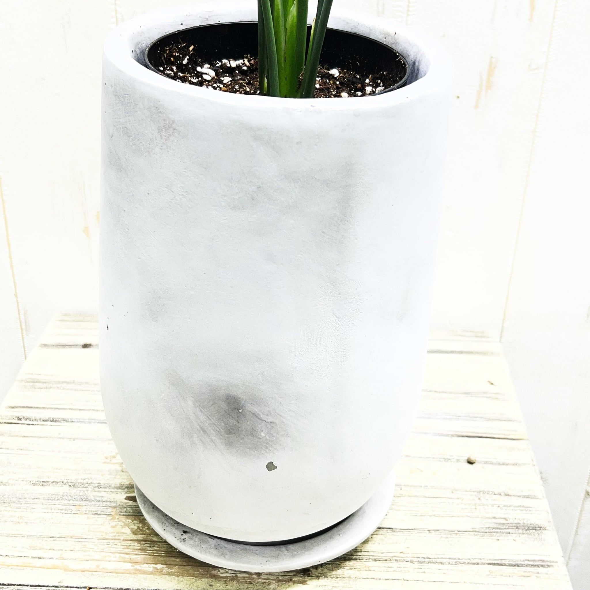 ストレリチア ユンケア ノンリーフ セメント鉢植え 受け皿付き