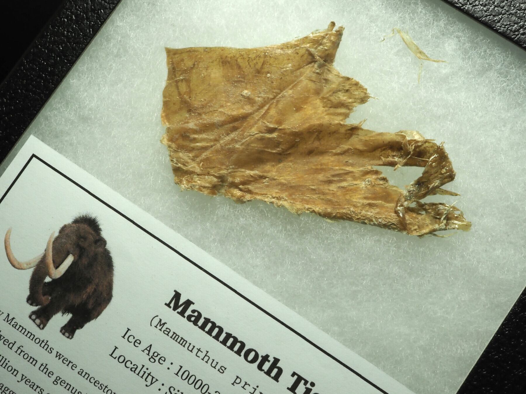 Mammals / 哺乳類 | 化石・隕石・鉱物の販売 JURASSIC! (ジュラシック