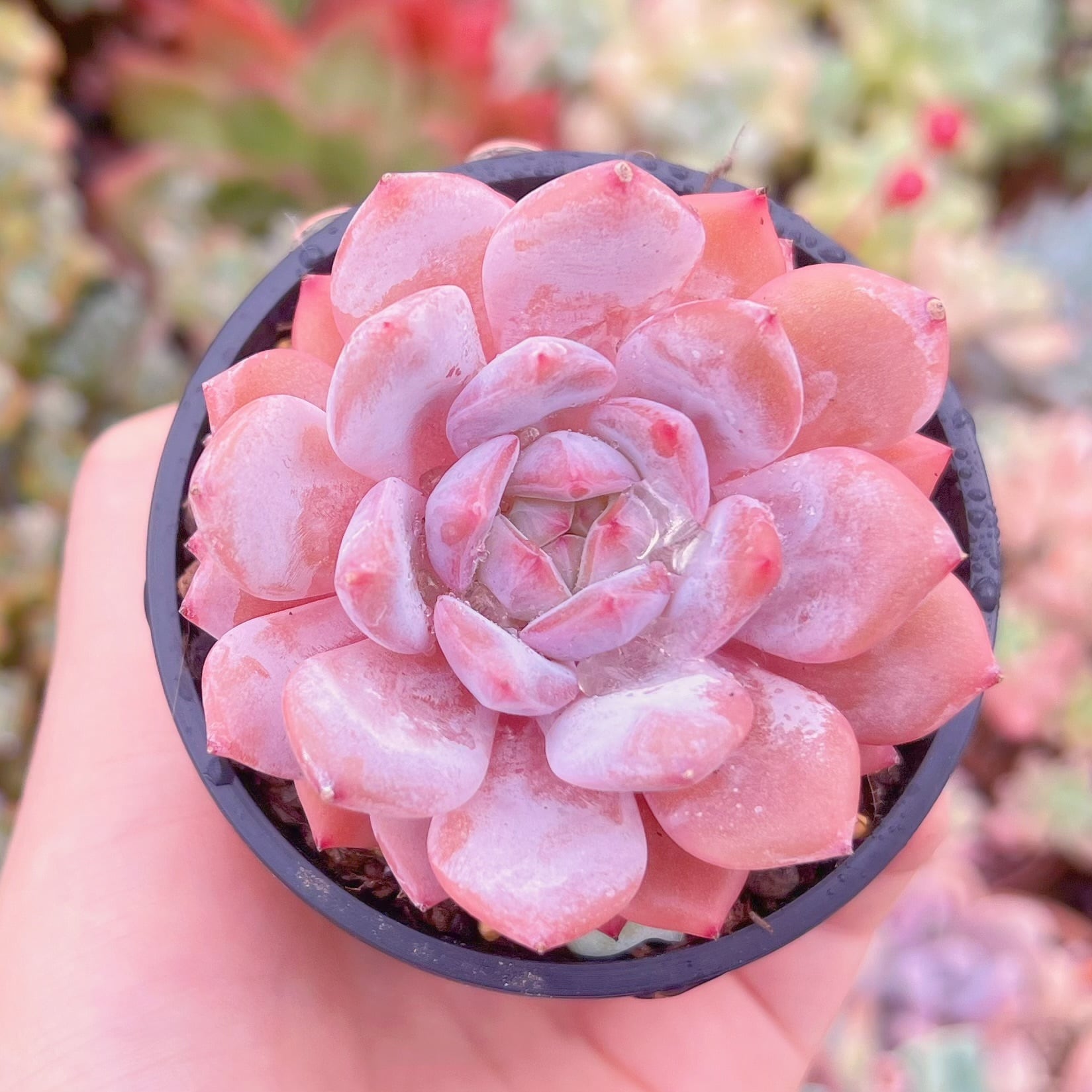 現品　玉芙蓉#841　るる農園