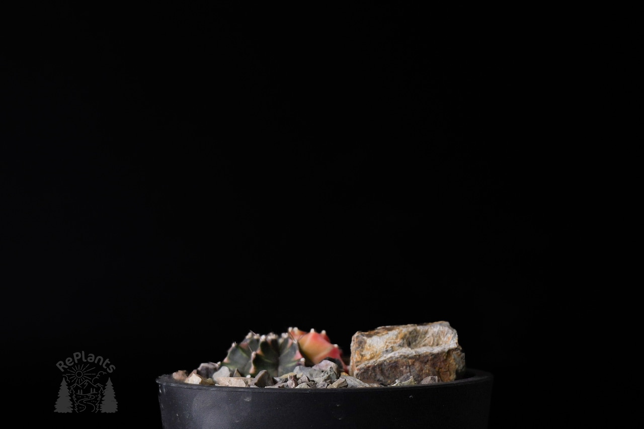 Gymnocalycium mihanovichii 'Hibotan Nishiki' |緋牡丹錦