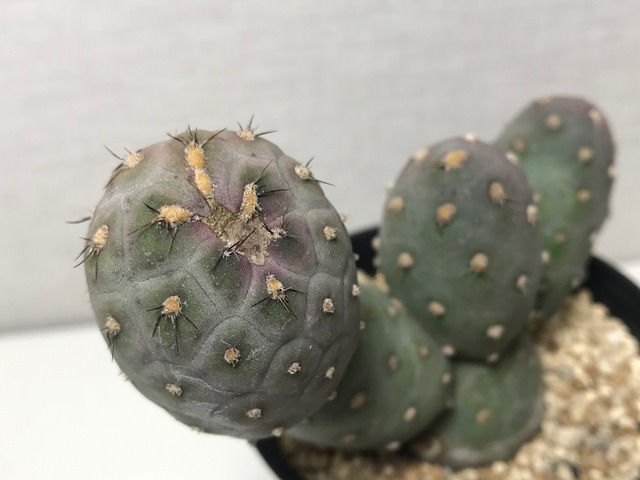 テフロカクタス ゲオメトリクス