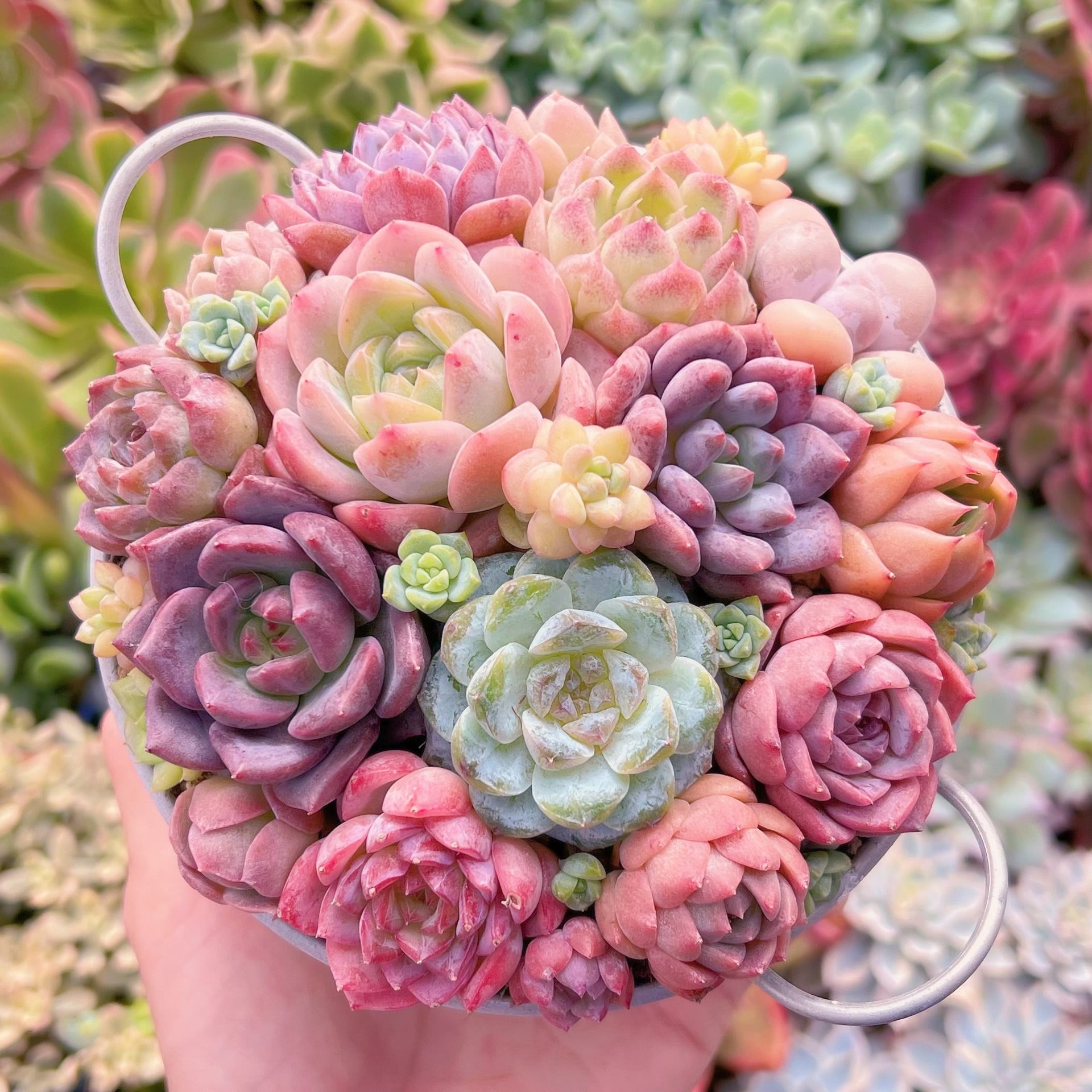 現物　 寄せ植えセット#054　るる農園