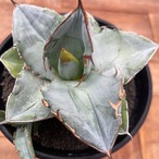 Agave oteroi【アガベ・オテロイ・実生】