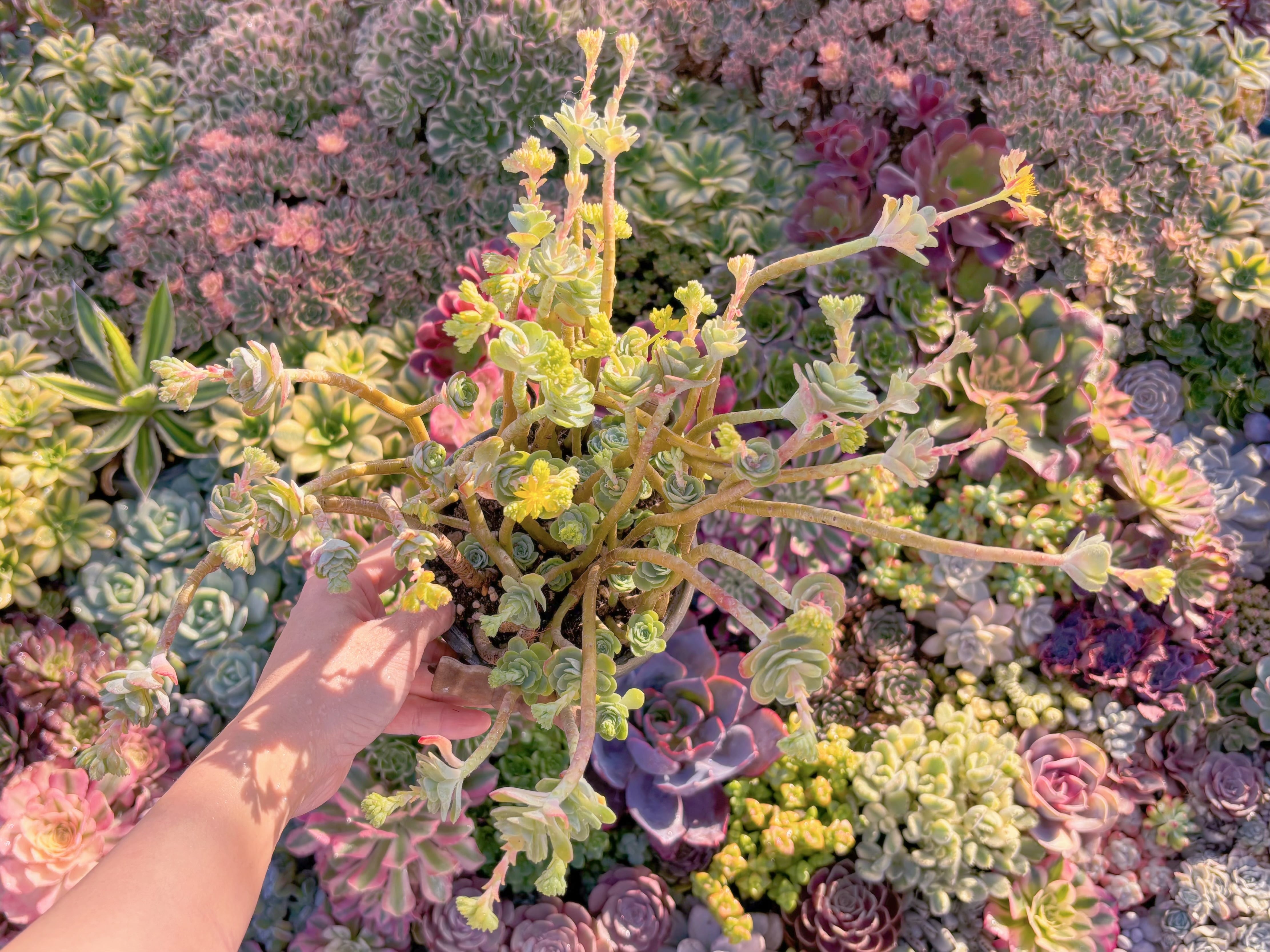 現品　薄化粧#M110　新入荷　るる農園