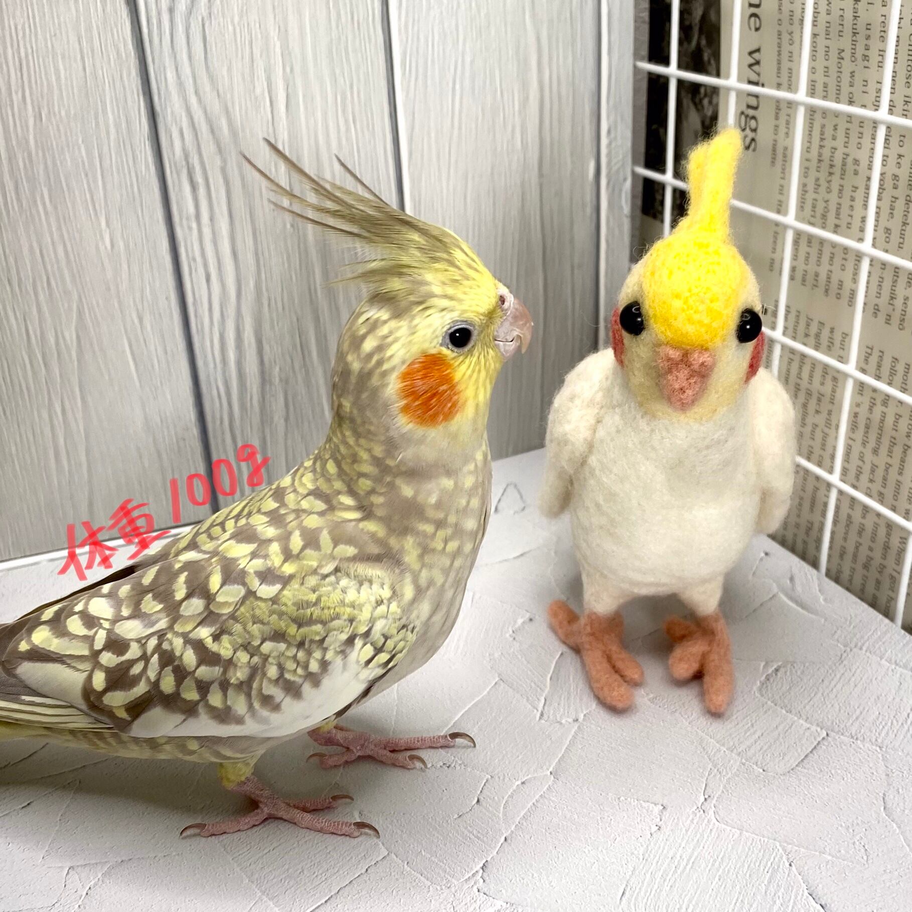 インコちゃんの✩.*˚つまみ食い♪スタンドパーチ 小型〜中型さん向け