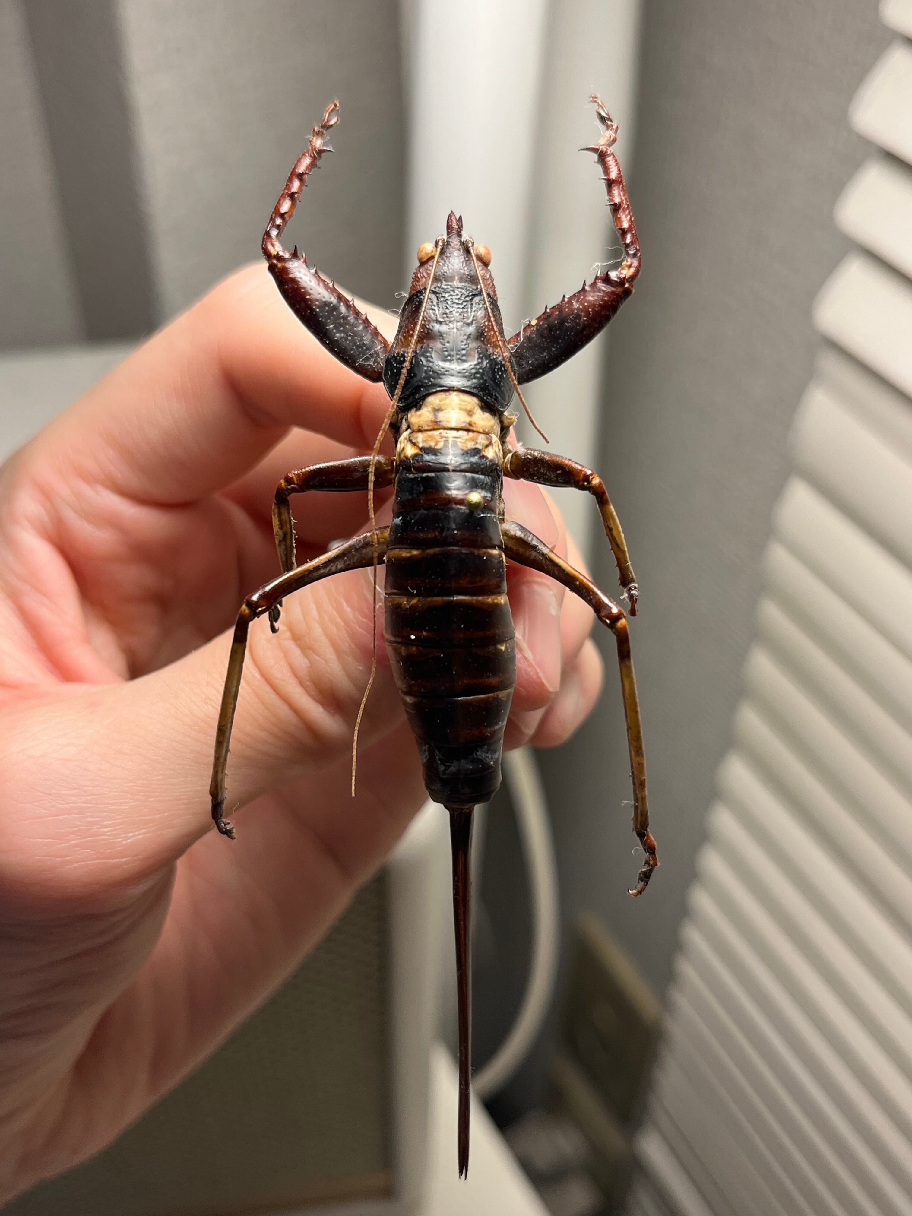 サルオガセギスキリギリスカマドウマバッタ直翅類コロギスリオック