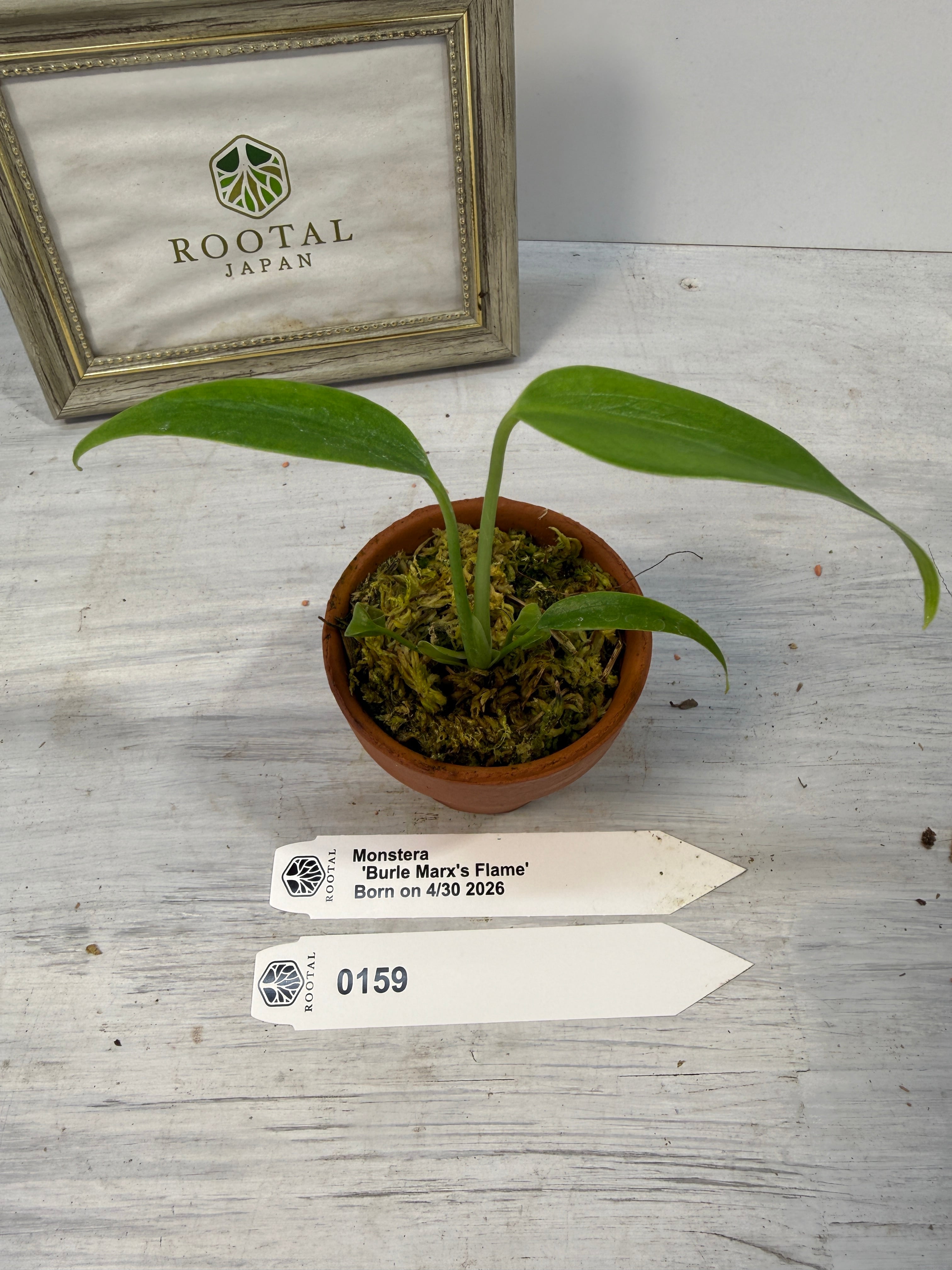 モンステラ | ROOTALPLANTS